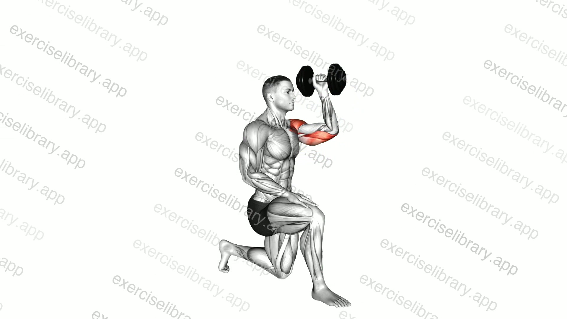Dumbbell Kneeling Opposite Shoulder Press demonstration