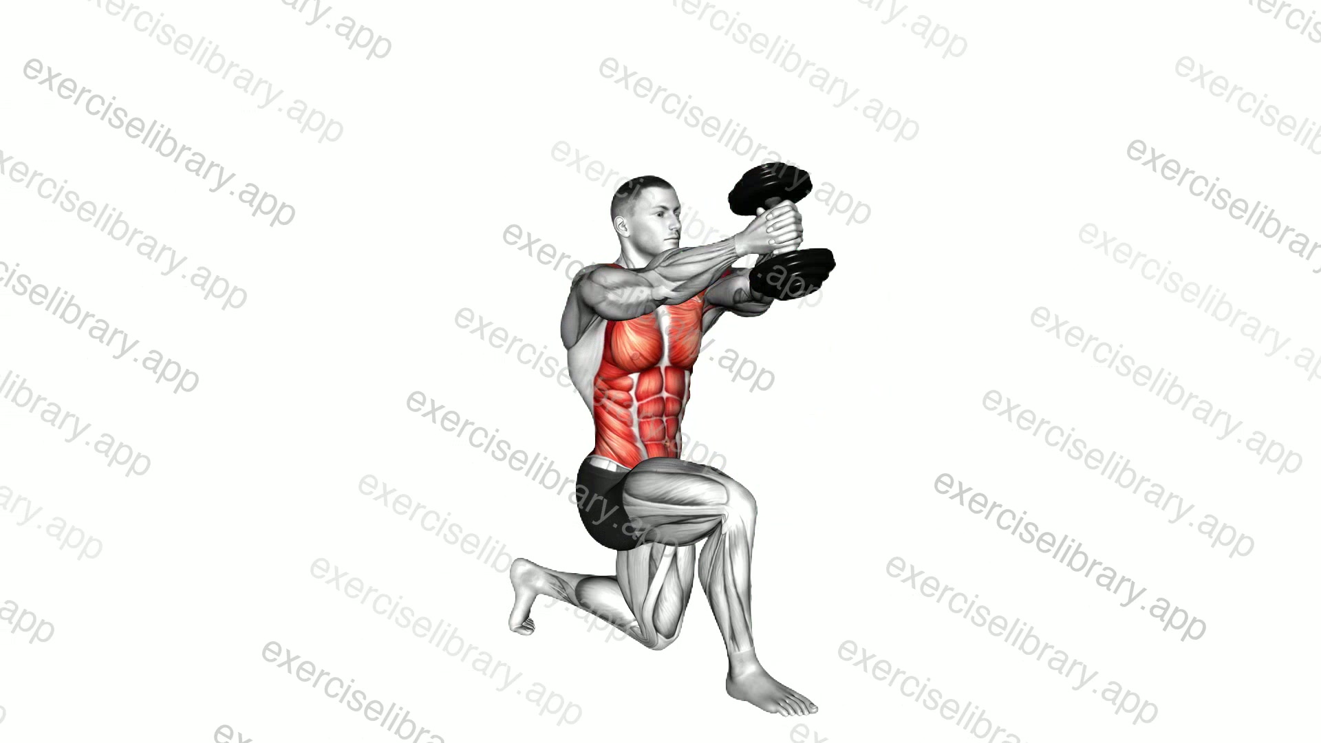 Dumbbell Kneeling Twist Down-up Raise demonstration