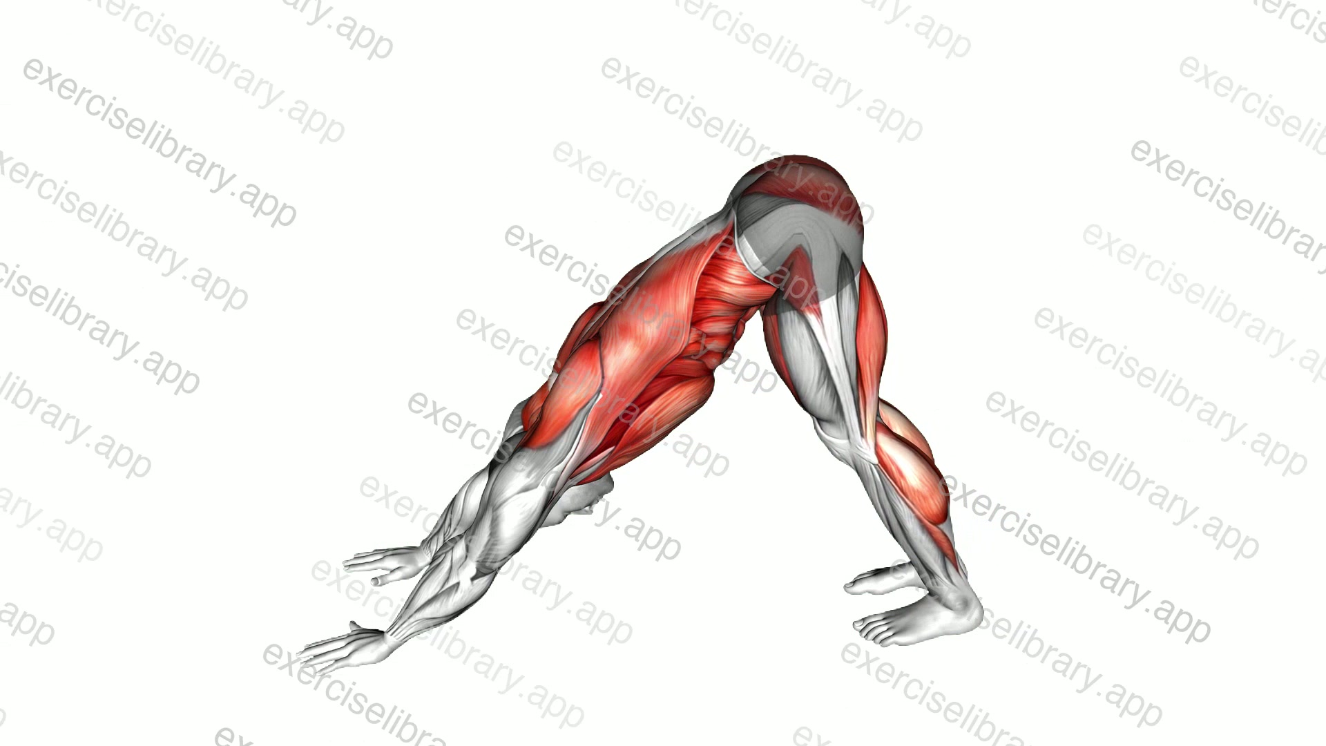 Downward Dog to Chest Press demonstration
