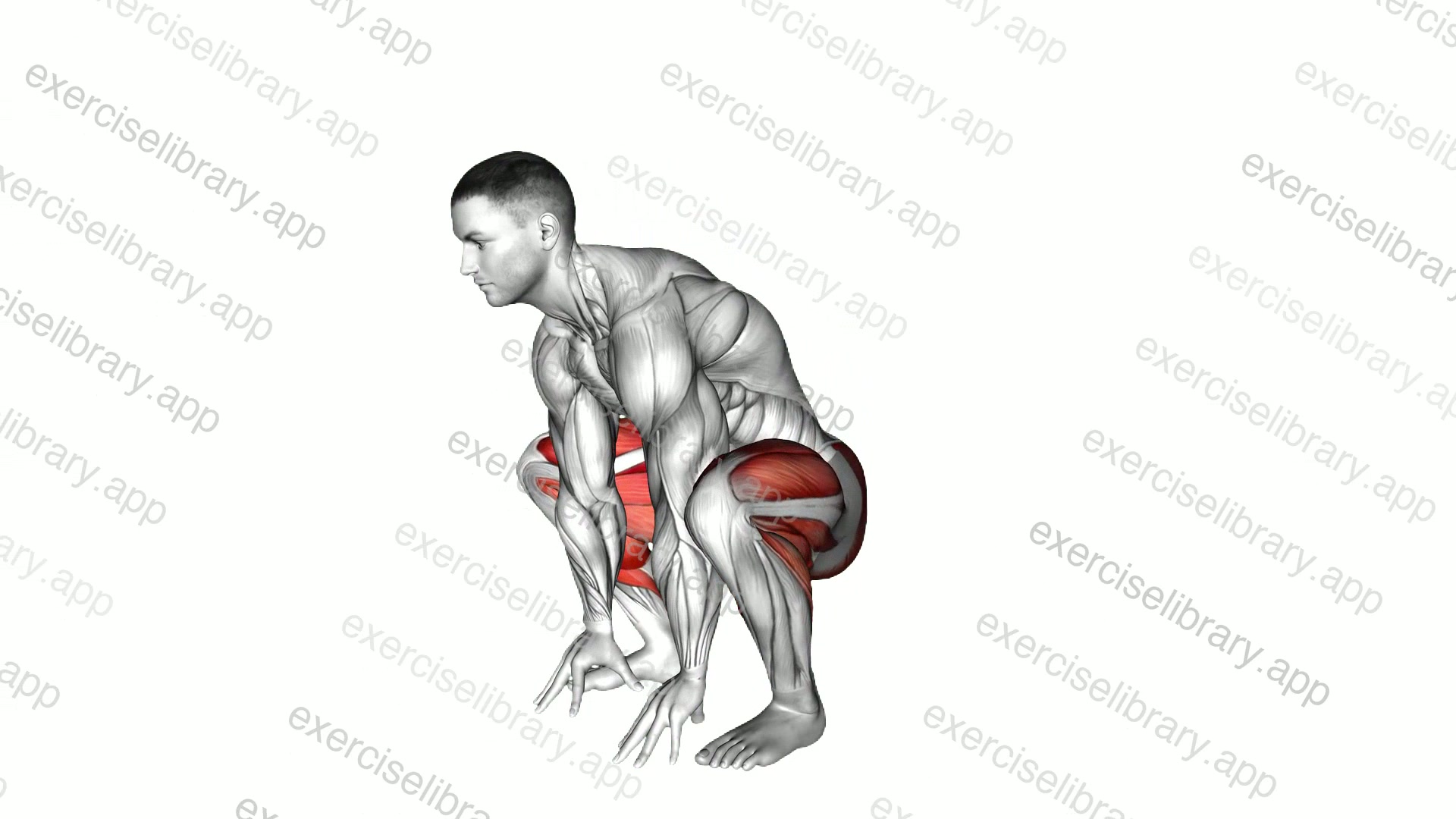 Stand to Squat demonstration