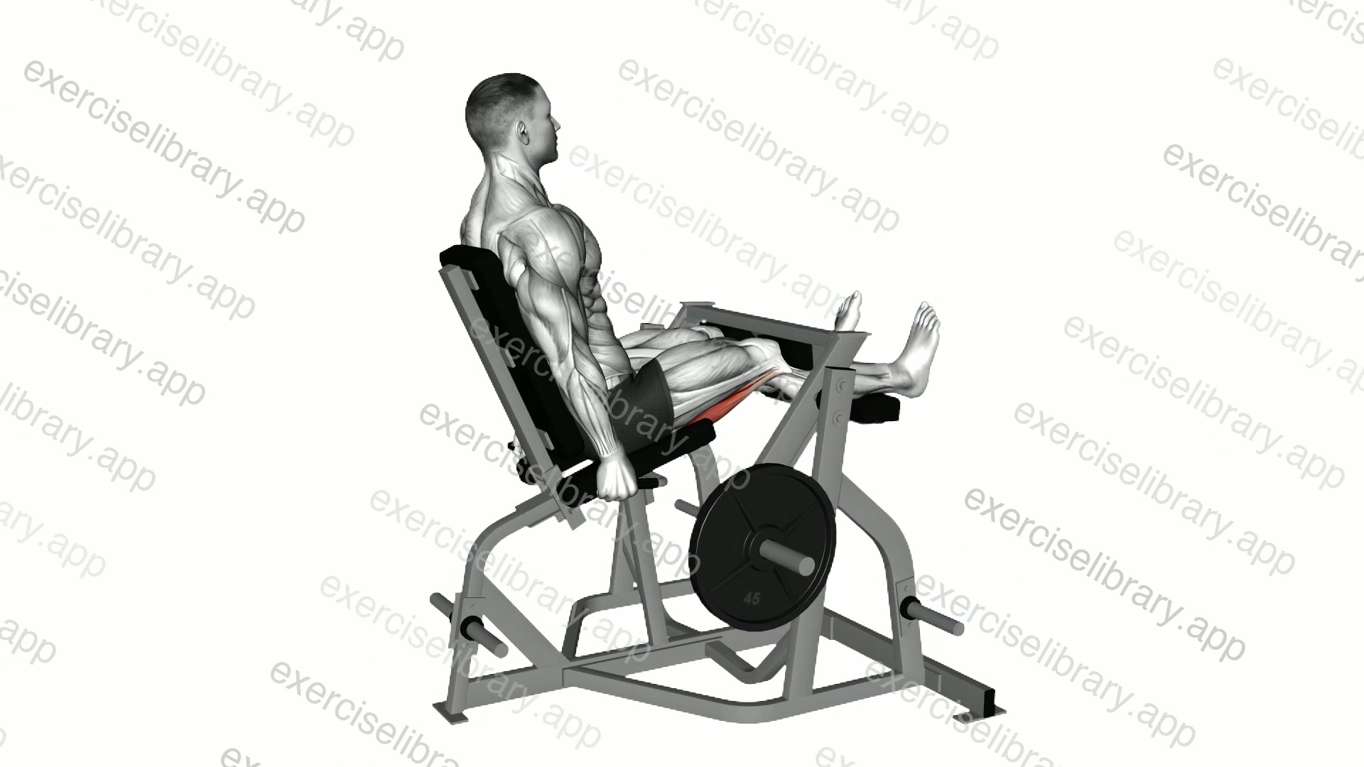Lever Seated Leg Curl demonstration