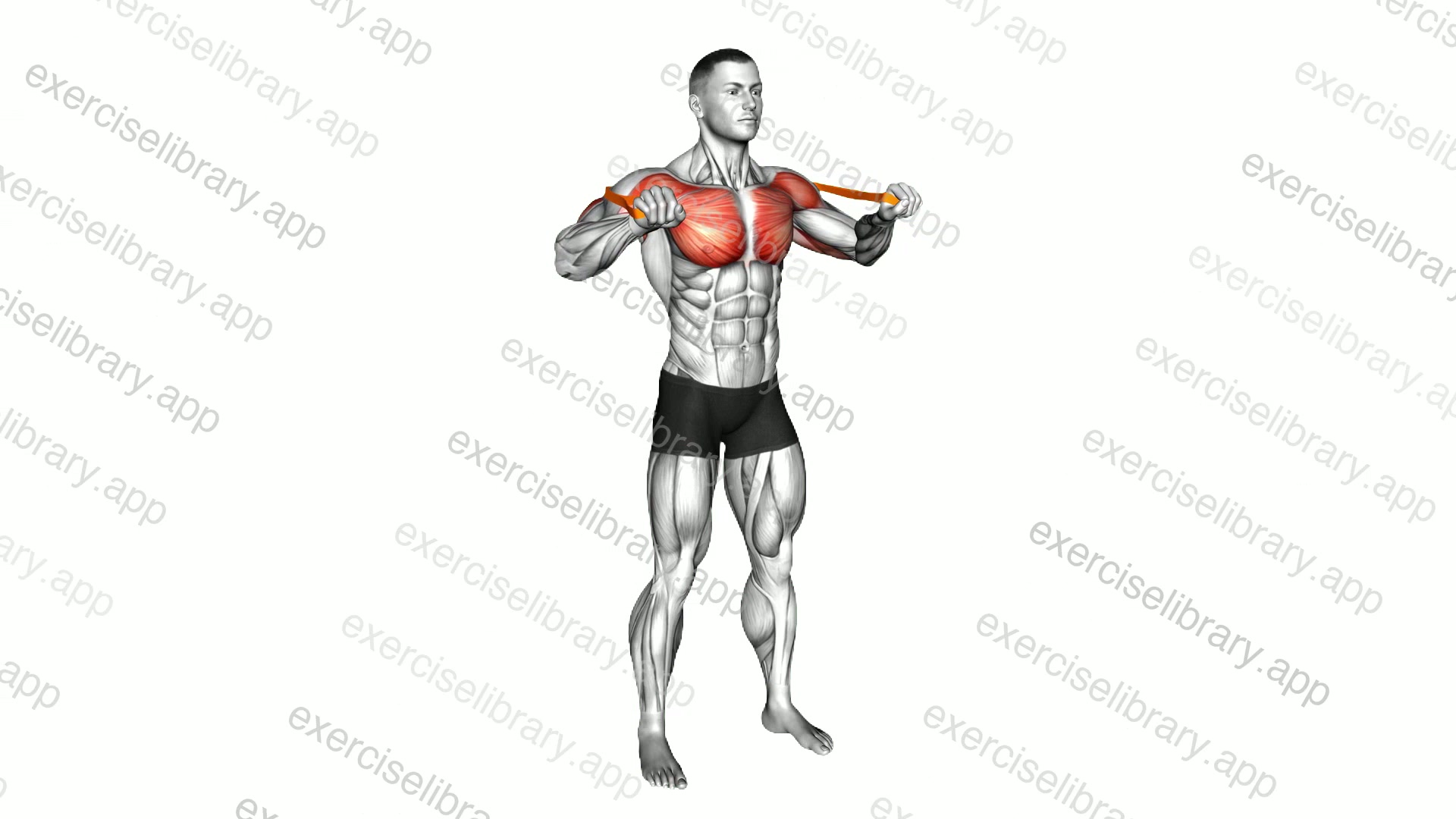 Resistance Band Standing Chest Press demonstration