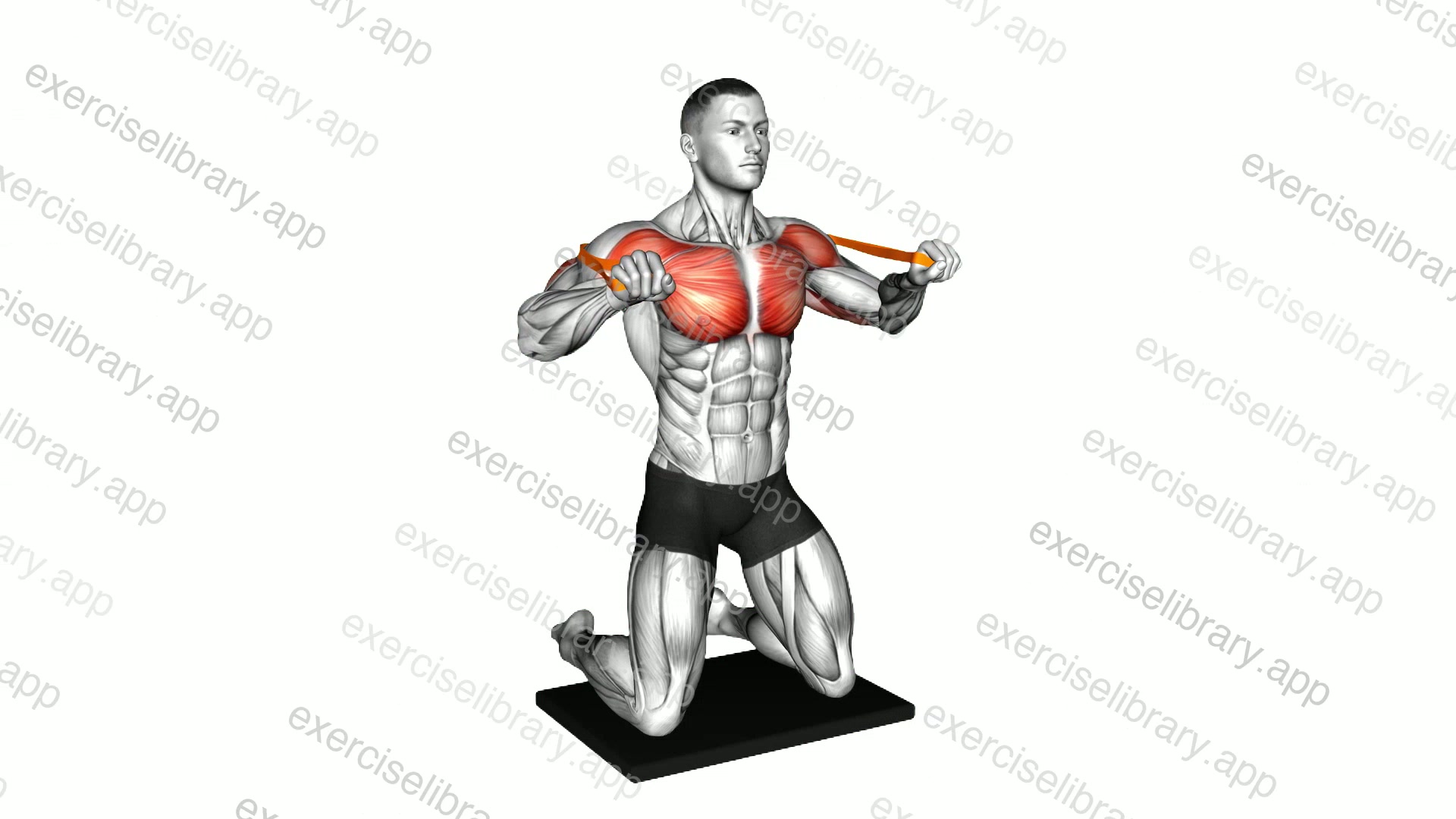 Resistance Band Kneeling Chest Press demonstration
