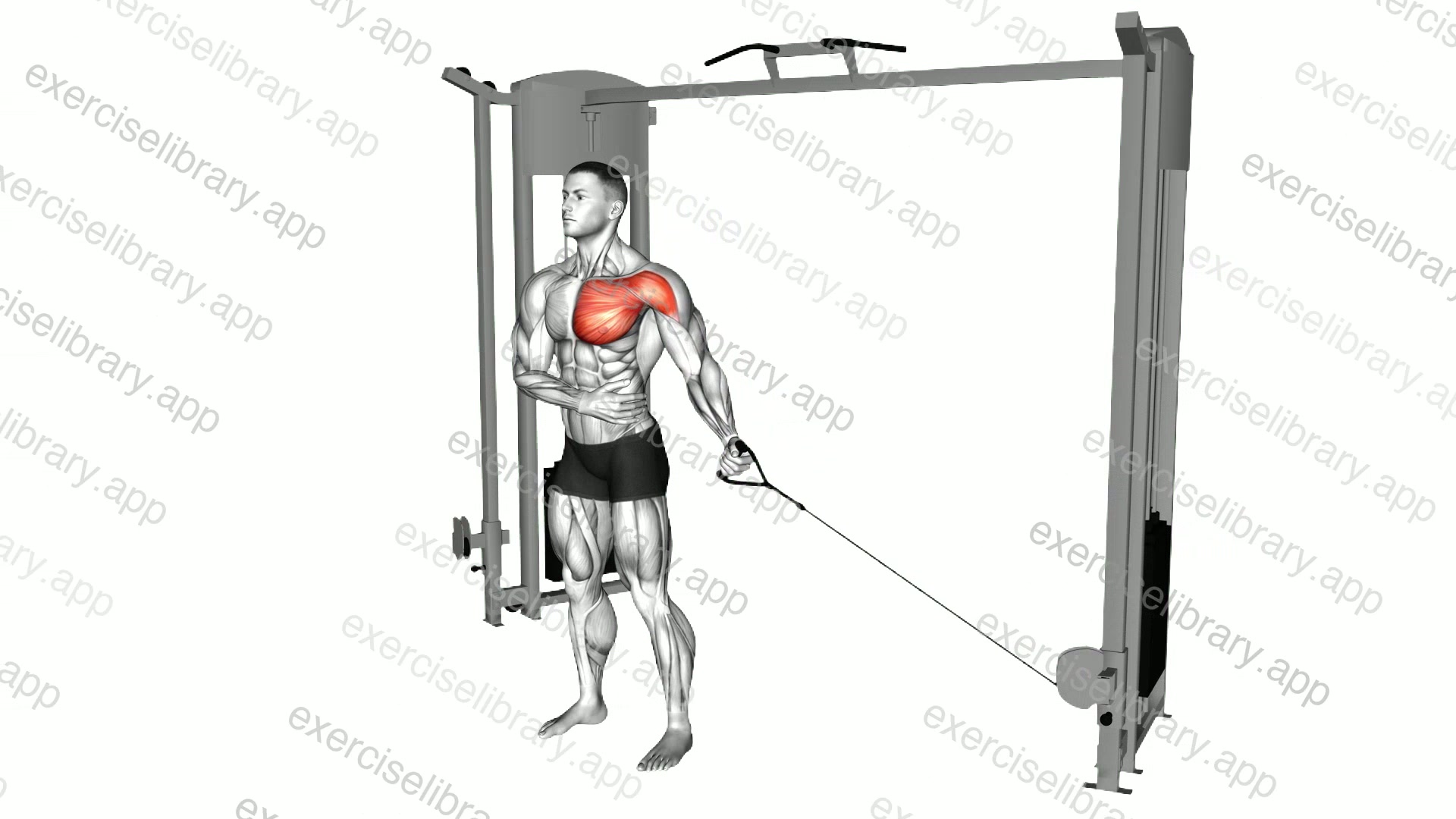 Cable Single Arm Low Fly demonstration