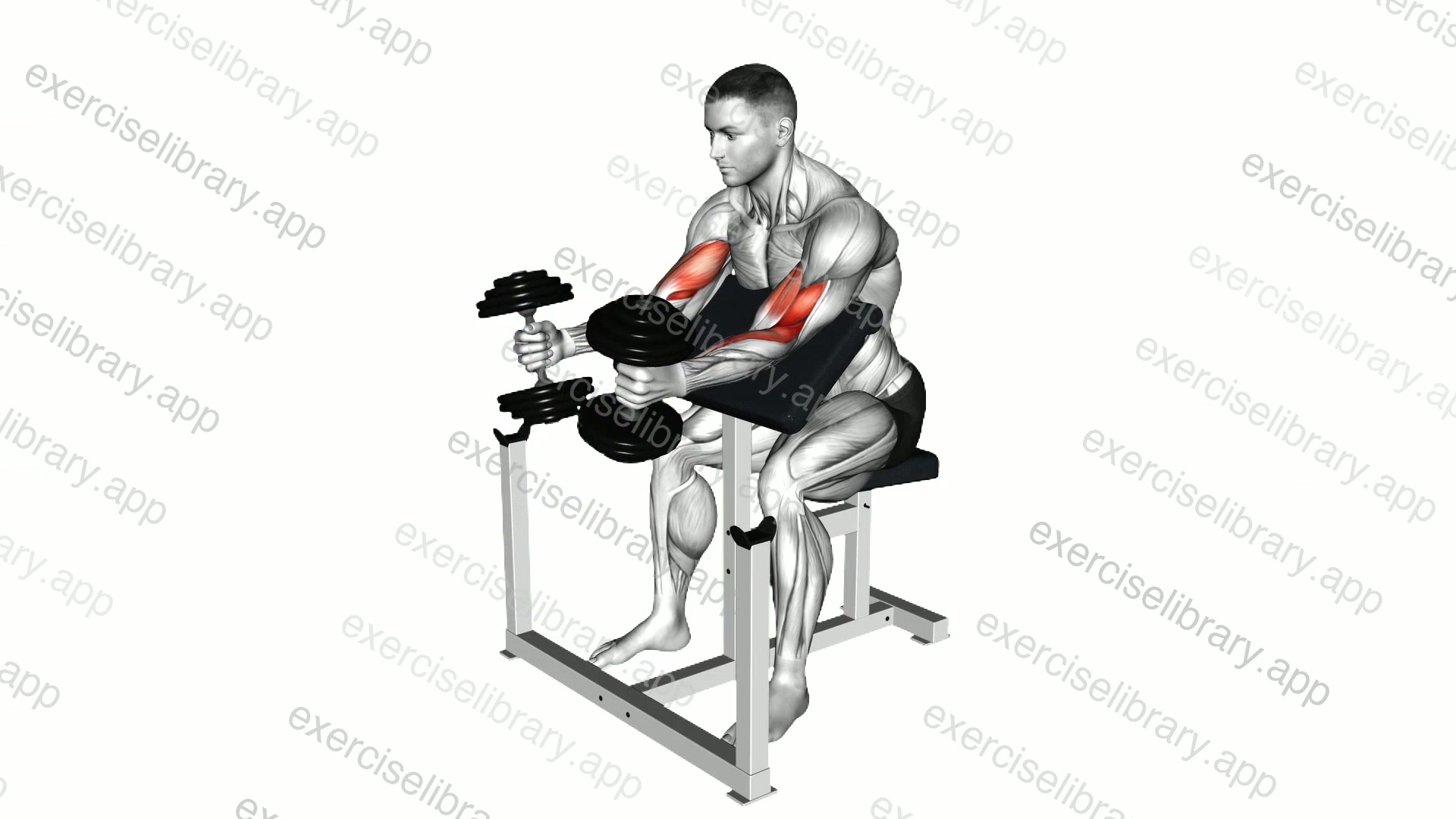 Dumbbell Preacher Swing Curl demonstration