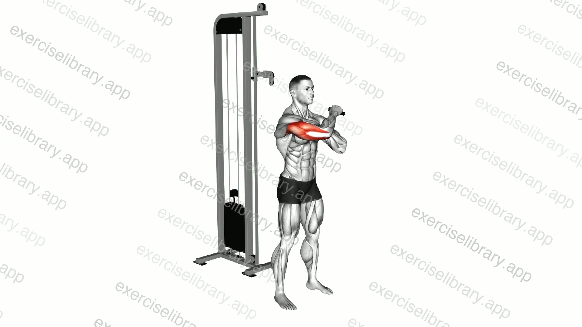 Cable Standing Single Arm Horizontal Triceps Extension demonstration