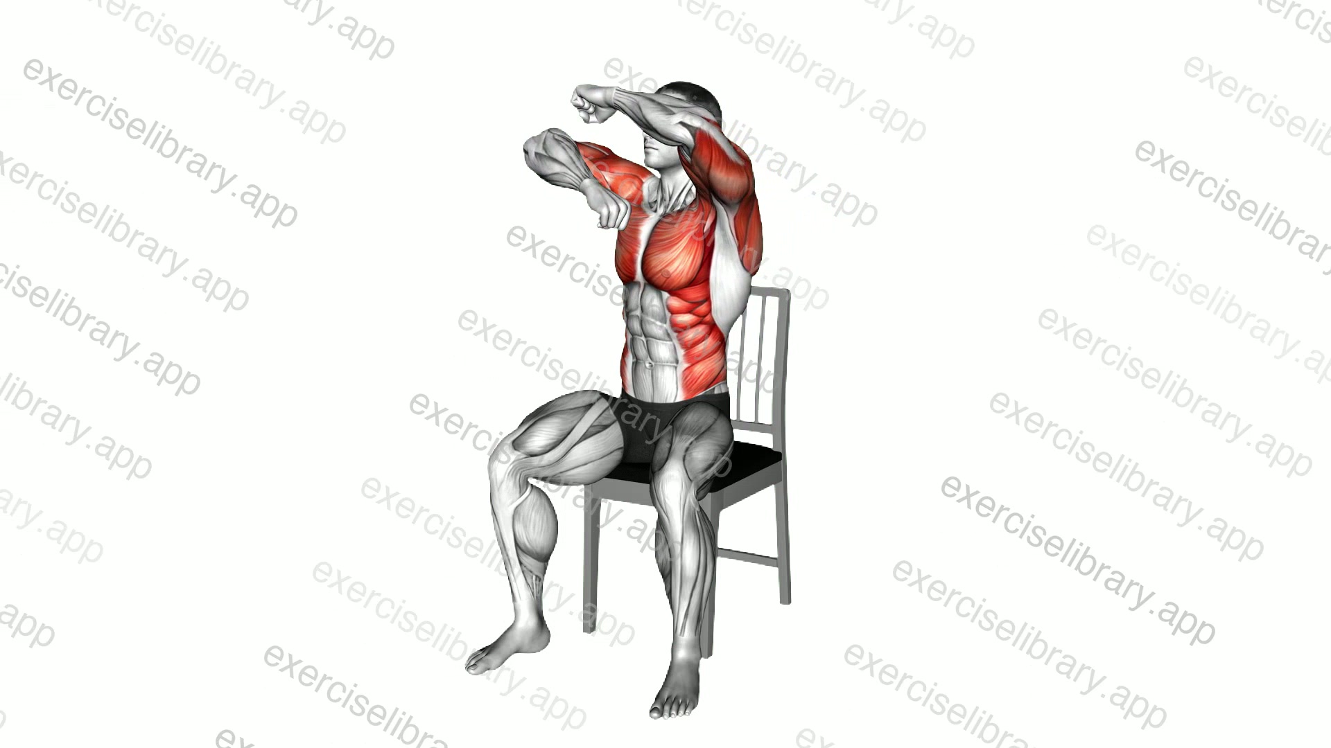 Seated Rotating Boxing Rolls on a Chair demonstration