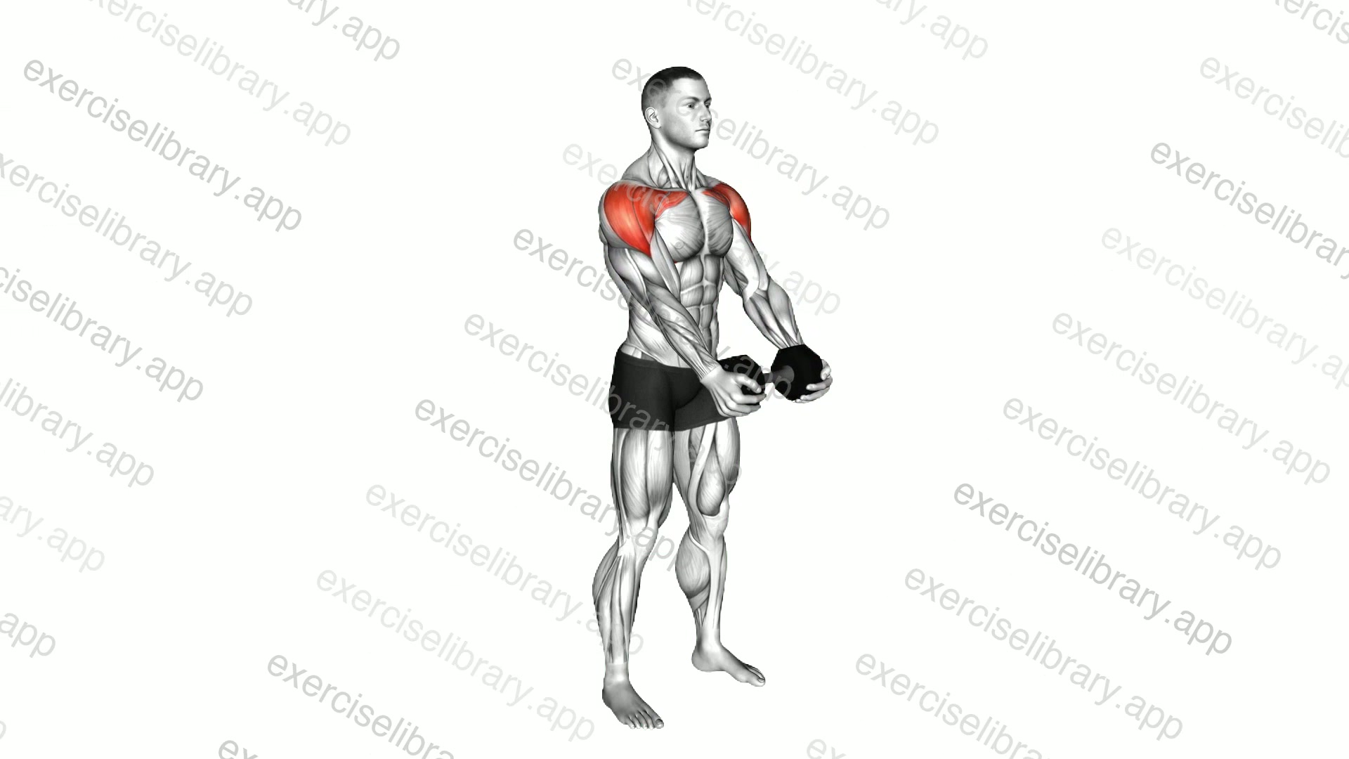 Dumbbell Front Raise demonstration
