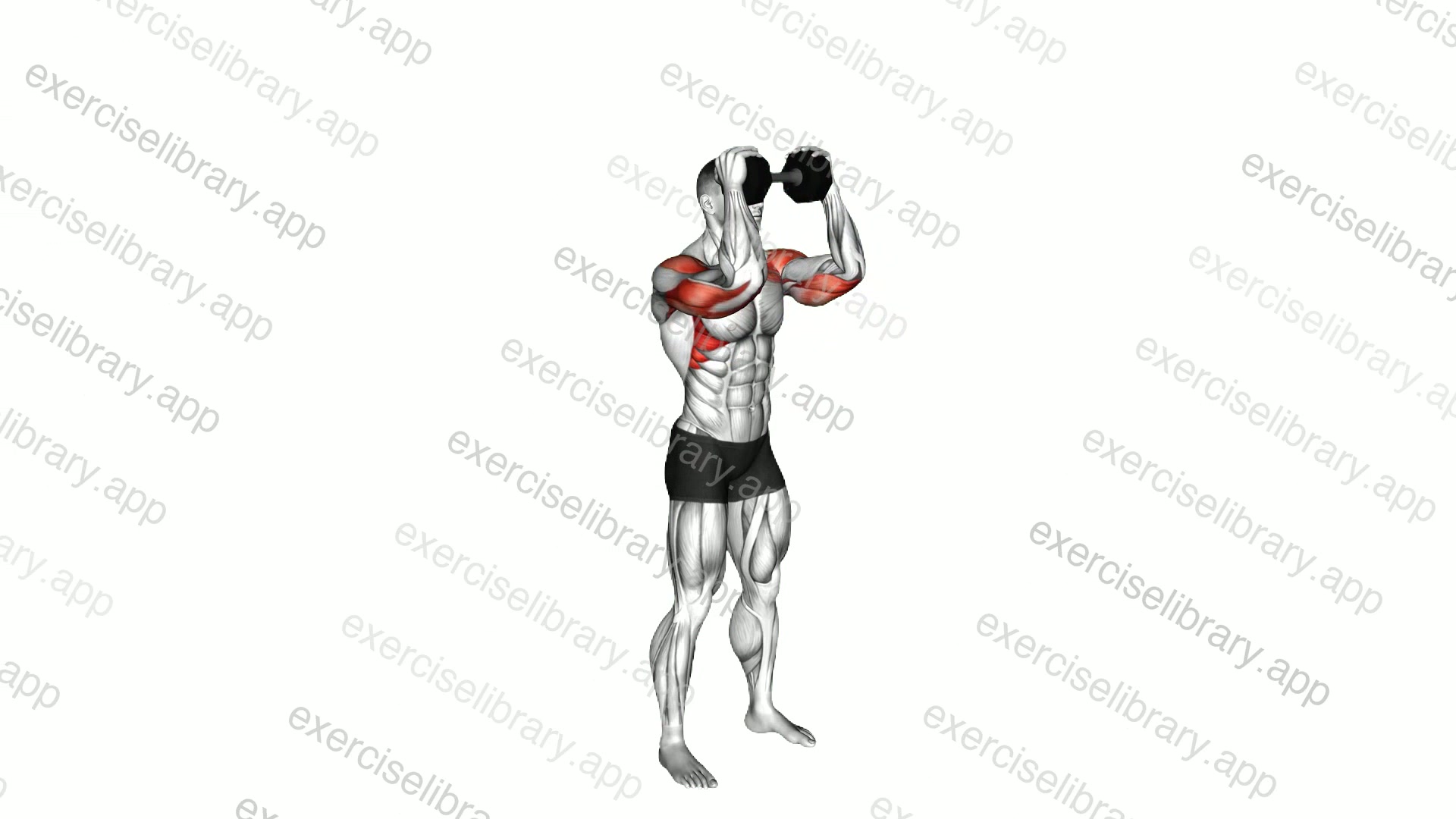 Dumbbell Standing Close Grip Shoulder Press demonstration