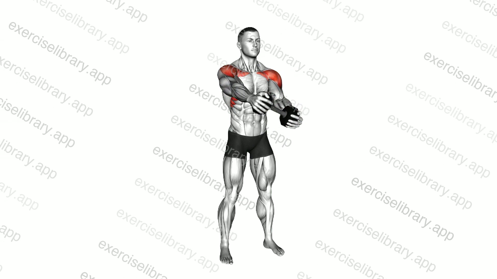 Dumbbell Drive Front Raise demonstration