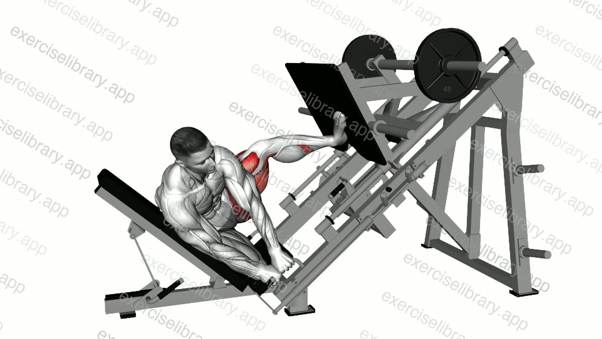 Sled Side Leg Press demonstration