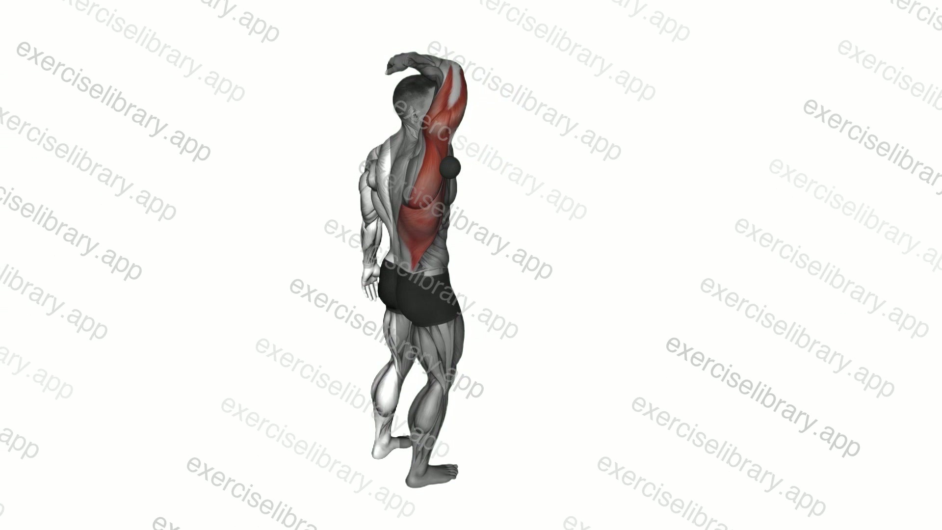 Roll Ball Triceps Latissimus Dorsi Stretch demonstration