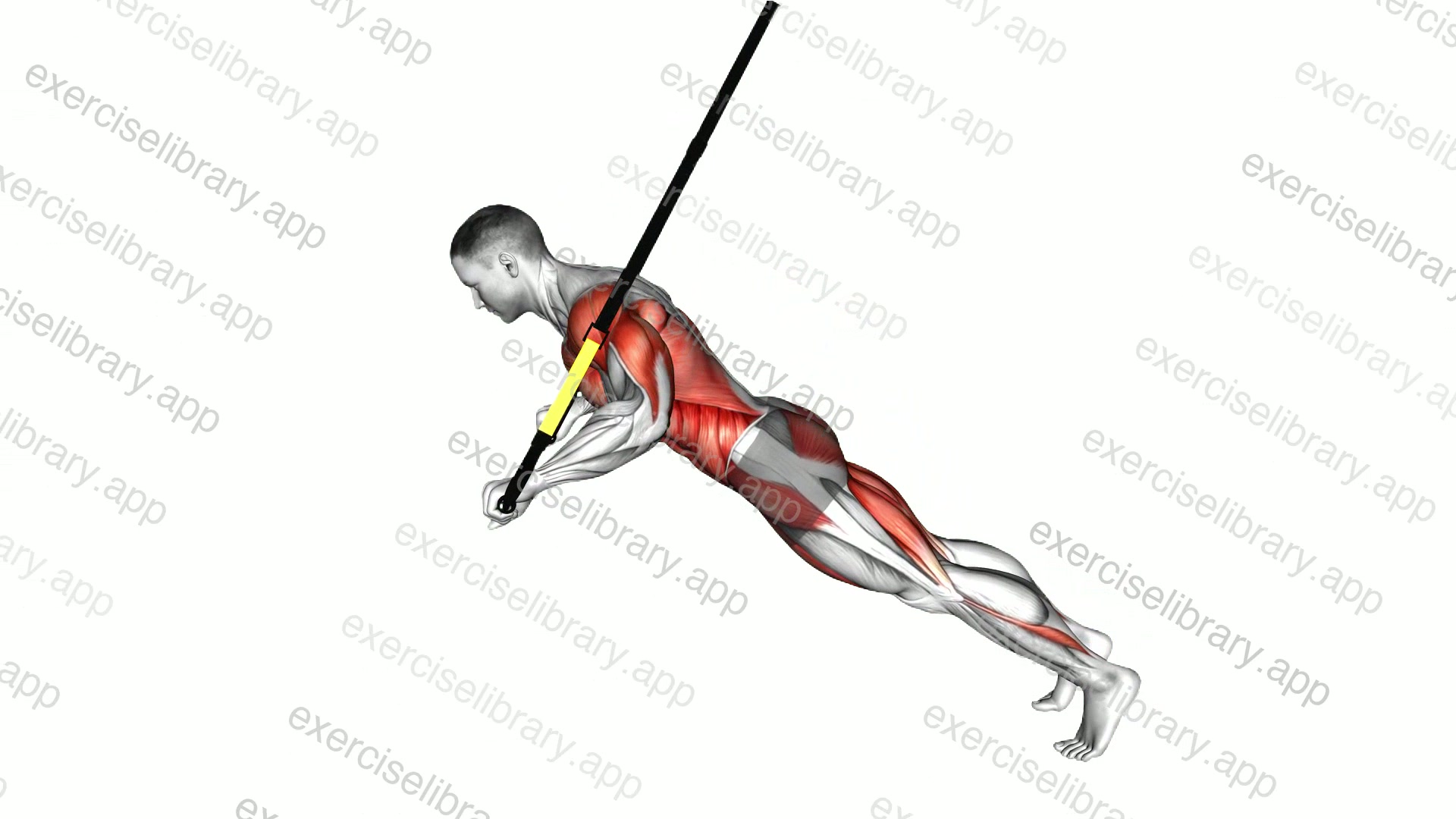 Suspender Chest Press to Rollout demonstration
