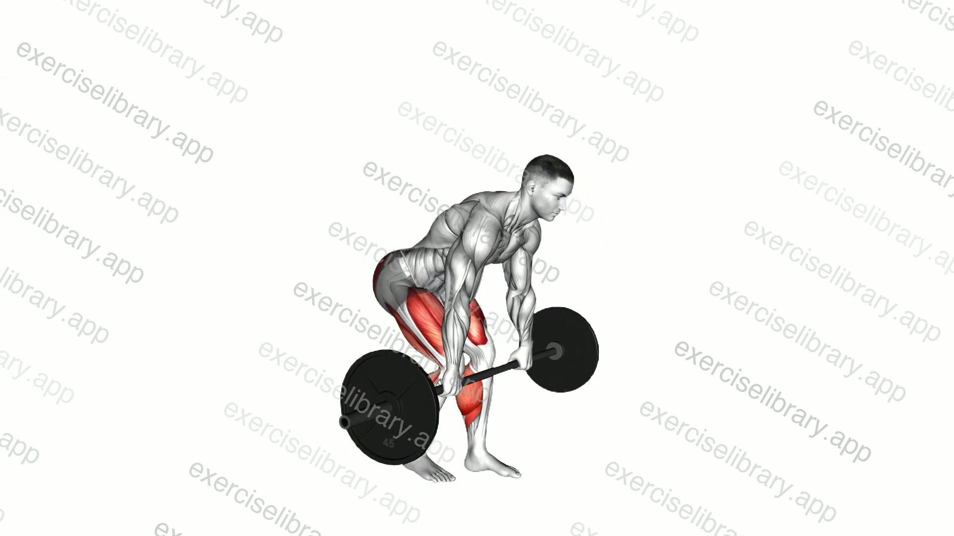 Barbell Staggered Stance Deadlift demonstration