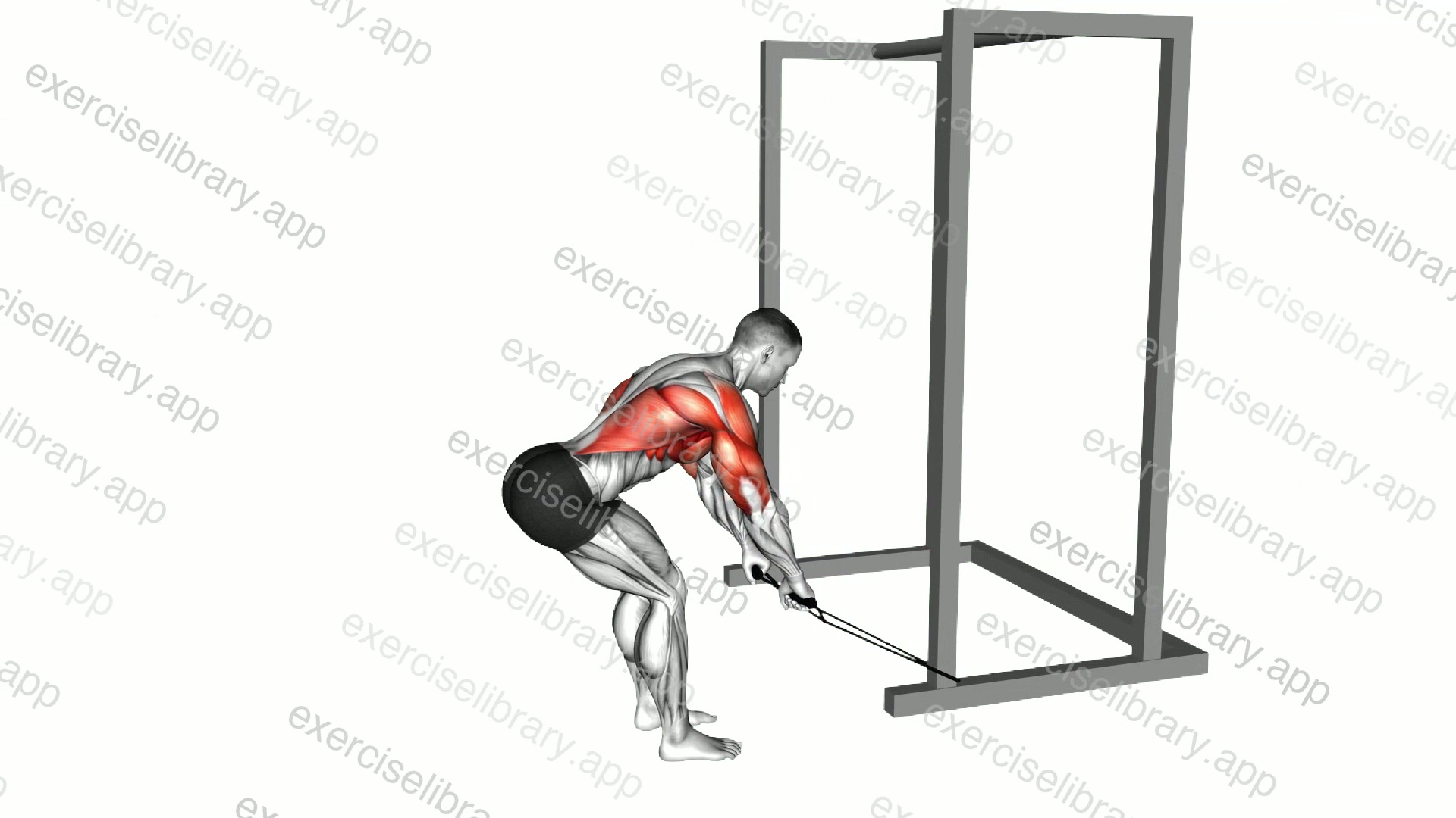 Band Bent Over Rear Deltoid Kickback demonstration