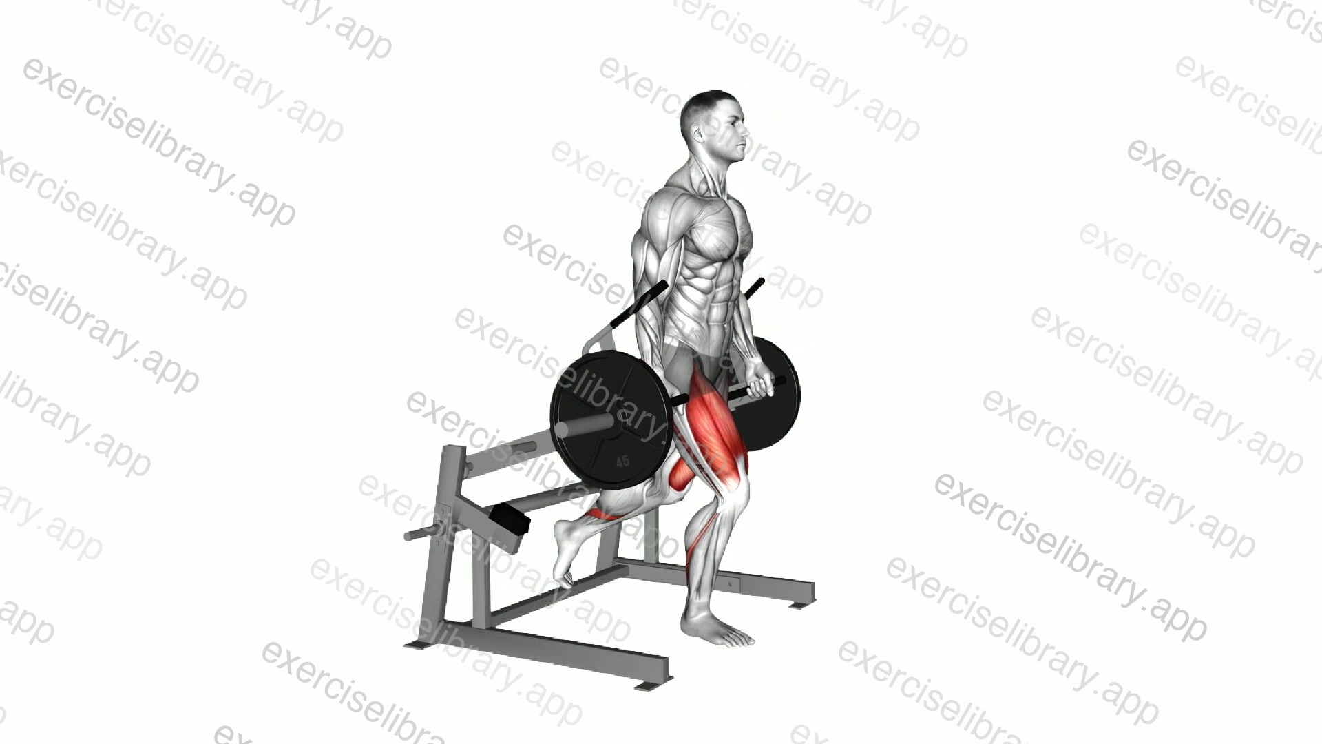 Lever Rear Foot Elevanted Split Squat demonstration