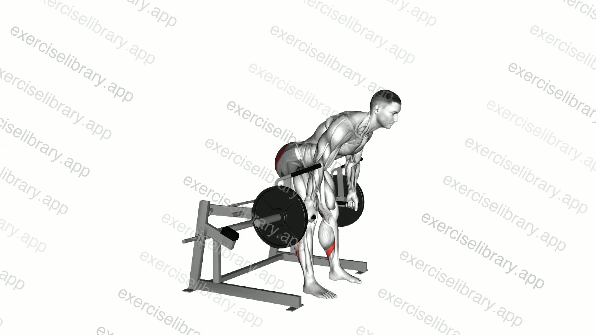 Lever Romanian Deadlift demonstration