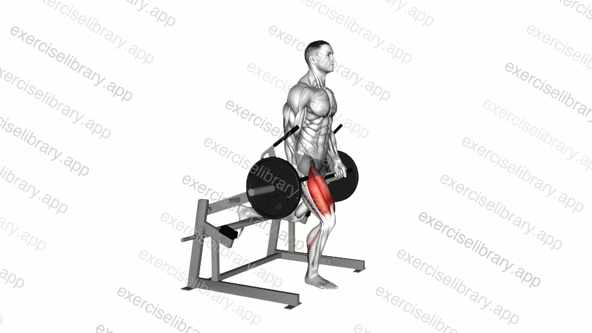 Lever Bulgarian Split Squat demonstration