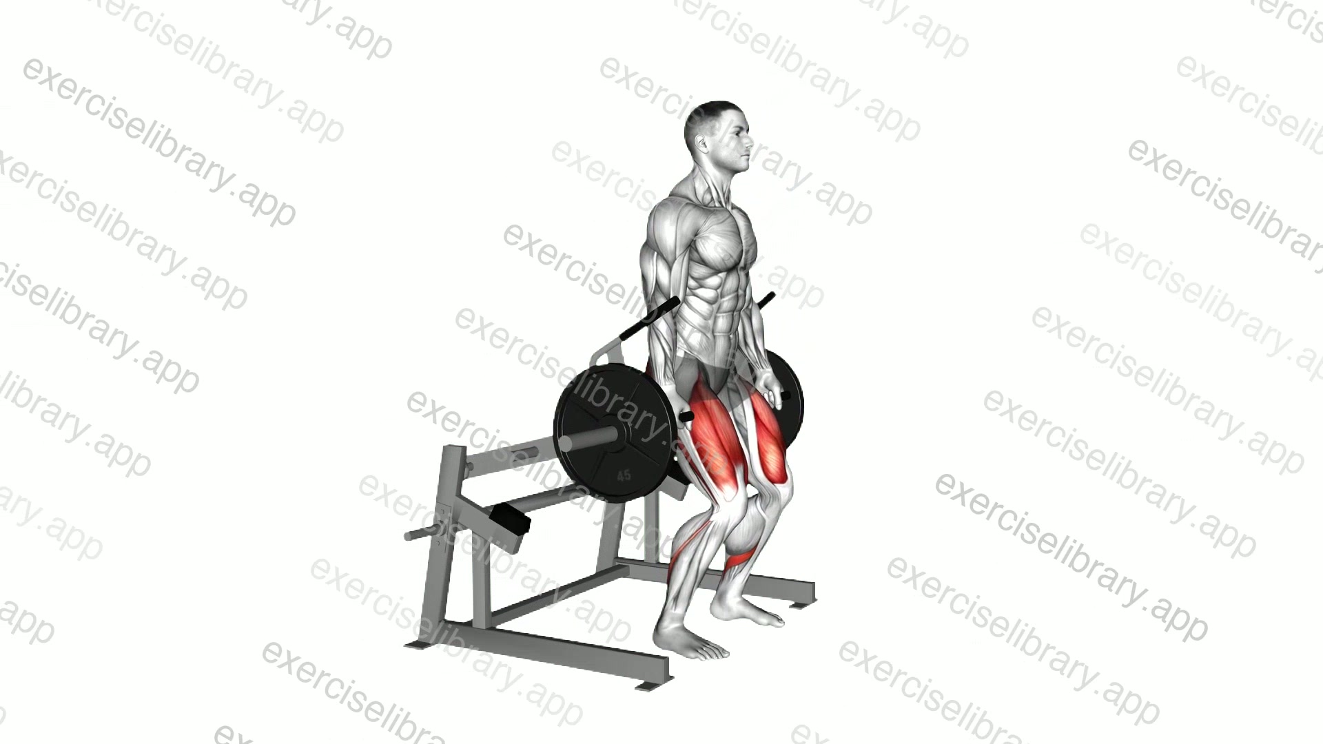 Lever Squat demonstration