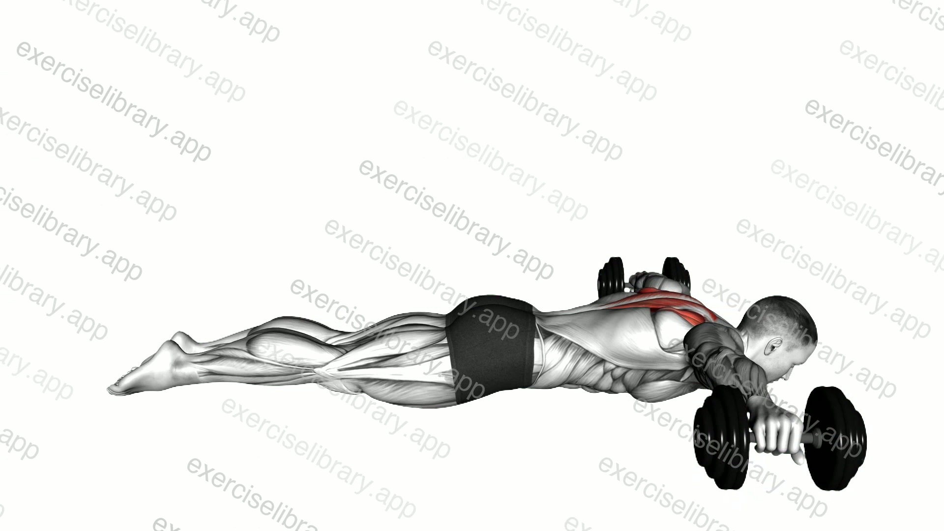Lyine Prone T Raise demonstration