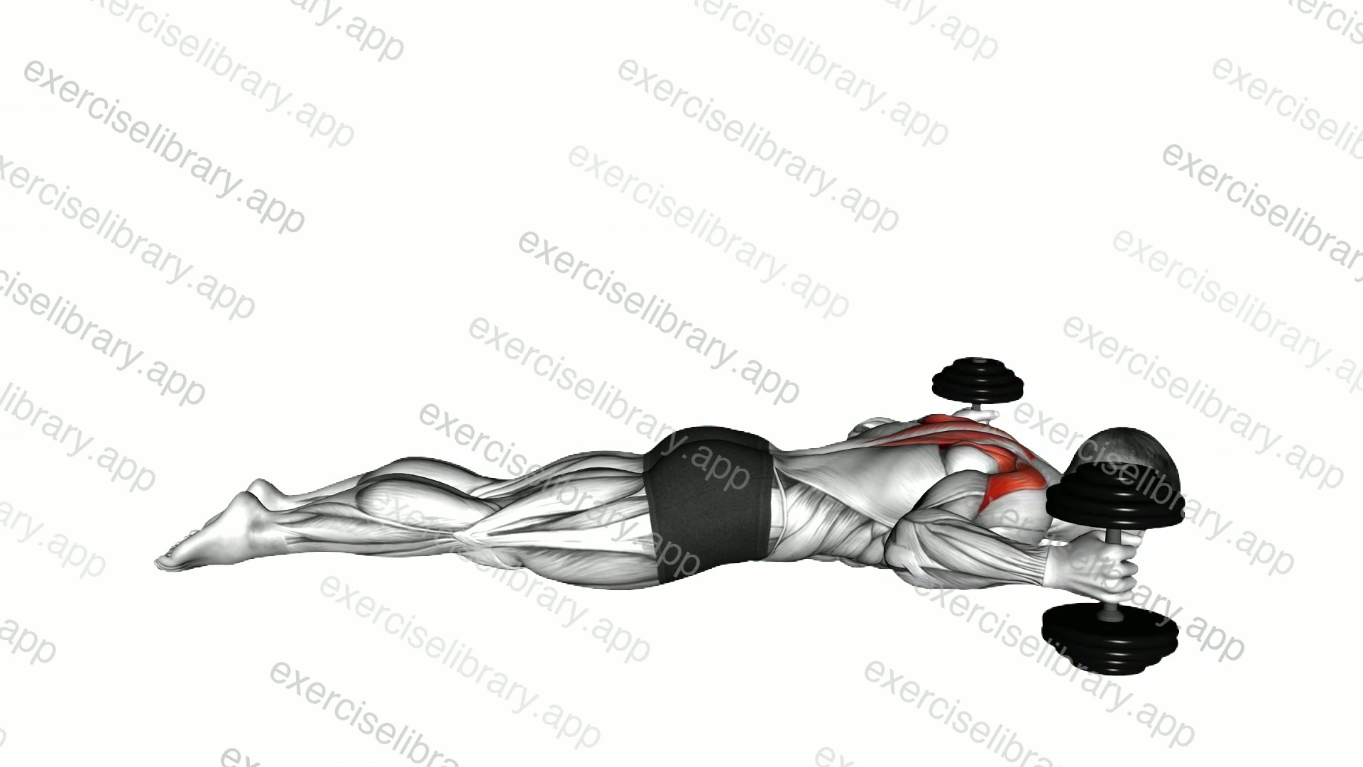 Lyine Prone W Raise demonstration