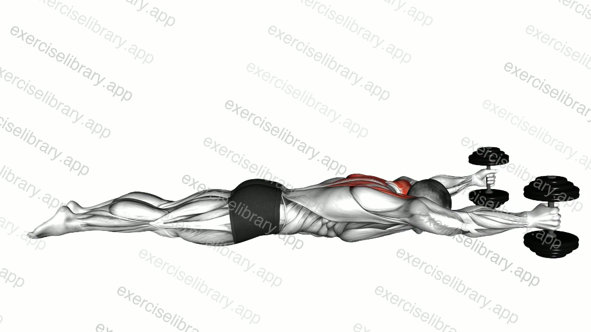 Lyine Prone Y Raise demonstration
