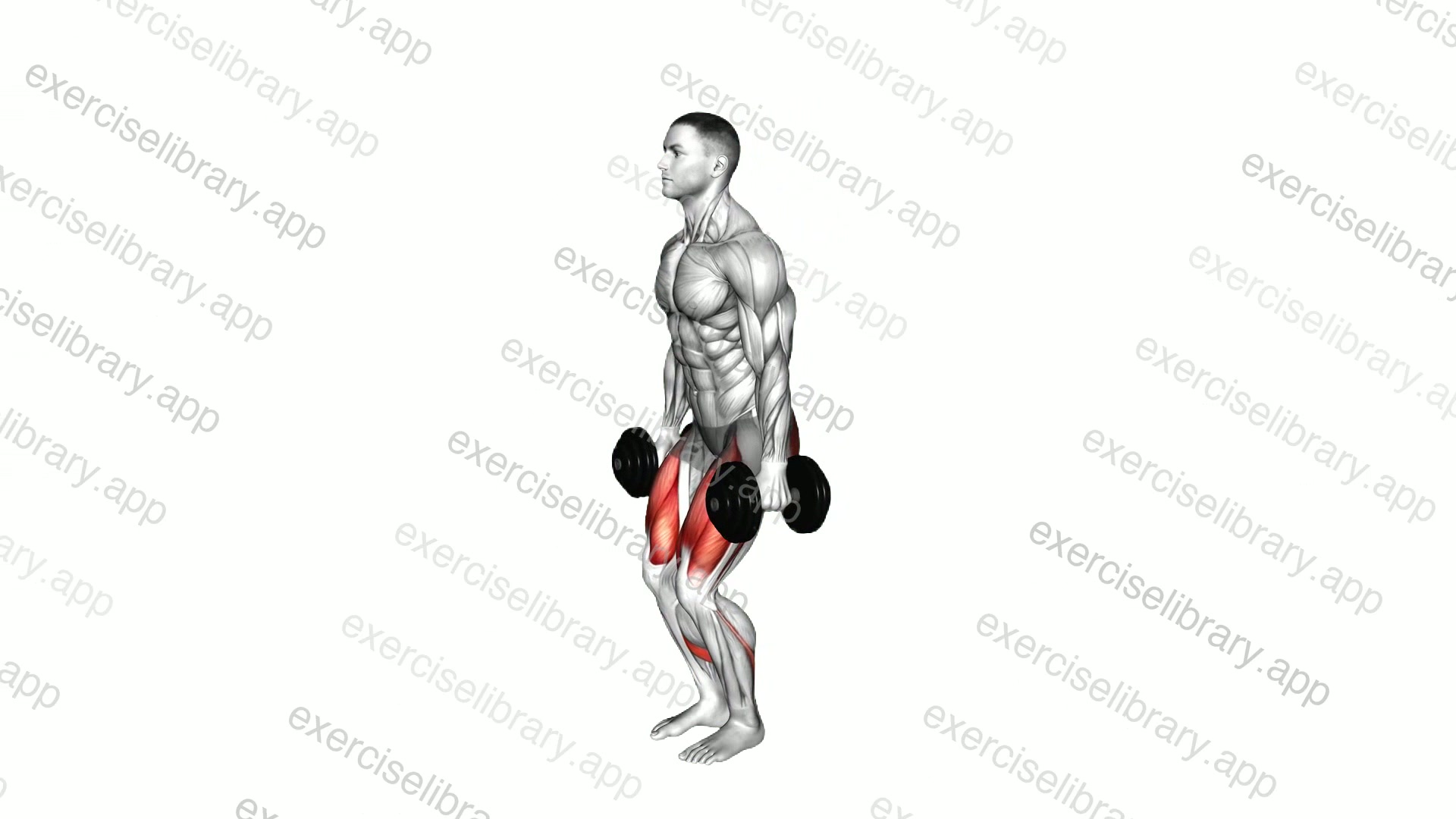 Dumbbell Narrow Squat demonstration