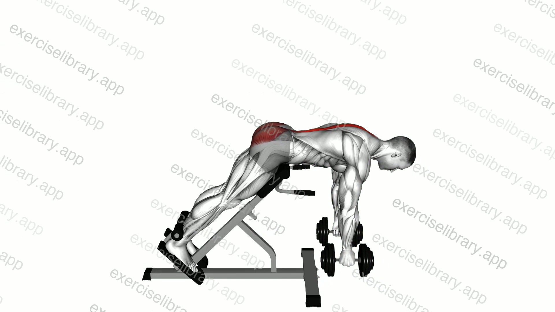 Dumbbell Hyperextension demonstration
