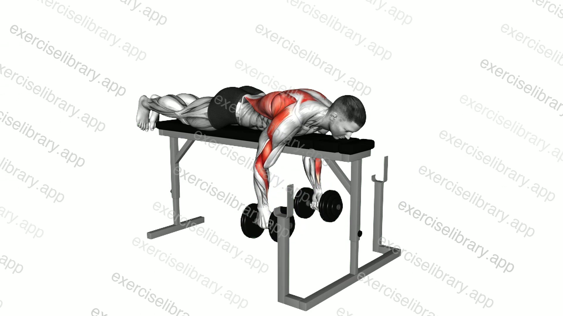 Dumbbell Lying Neutral Grip Row on Rack demonstration