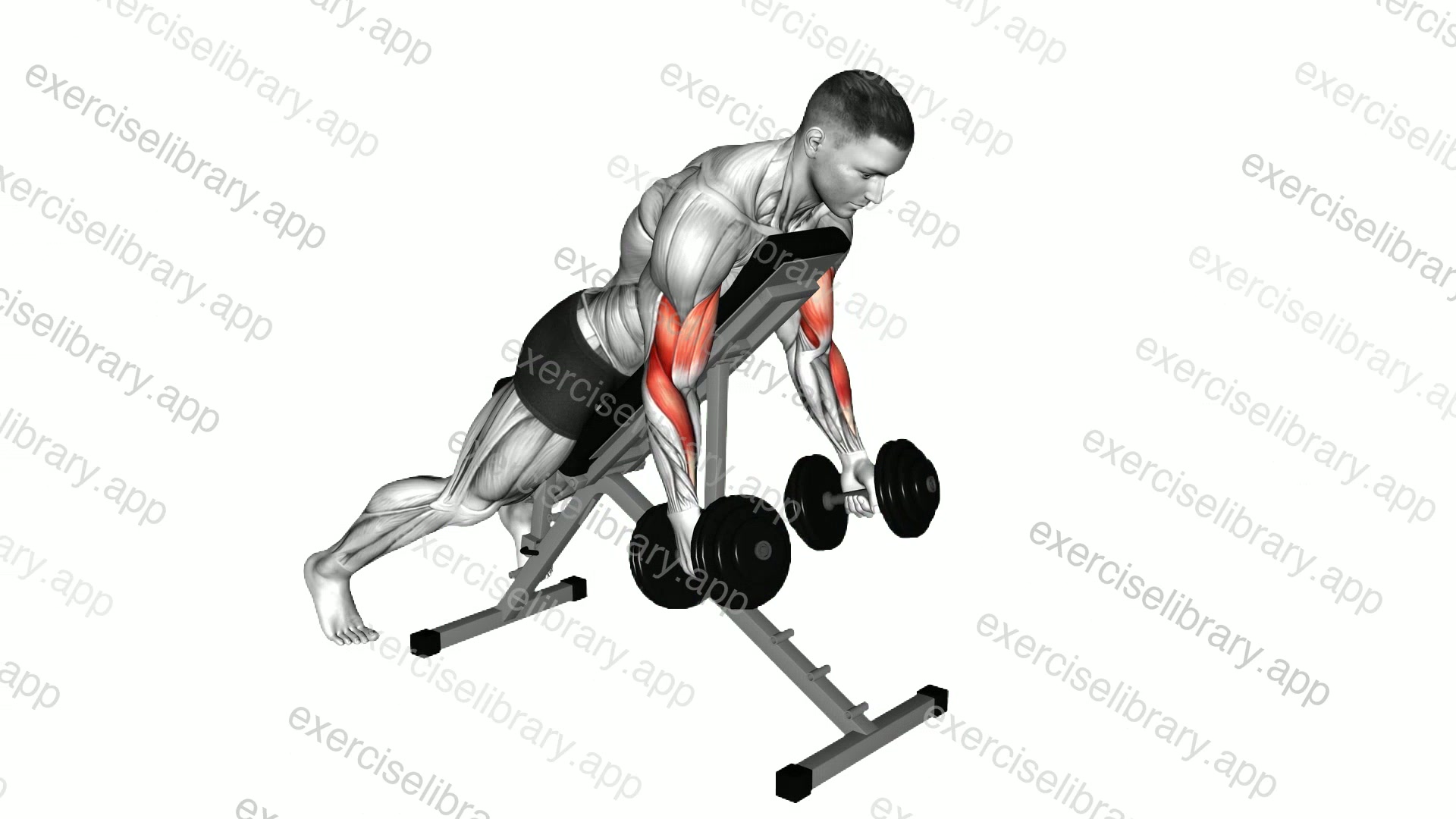 Dumbbell Prone Incline Twist Curl demonstration