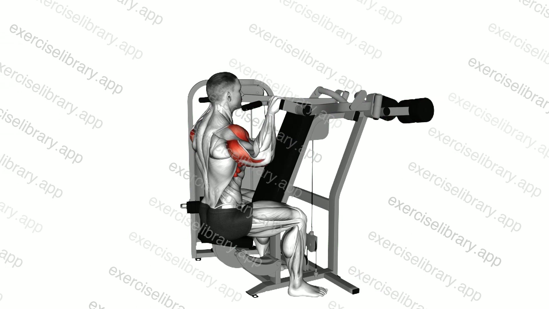 Lever Reverse Seated Shoulder Press demonstration