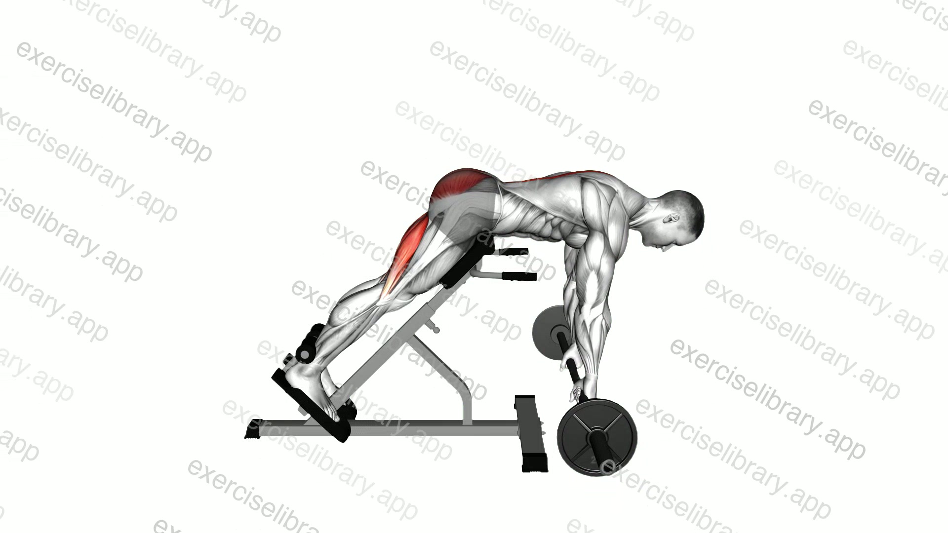 Barbell Hyperextension demonstration