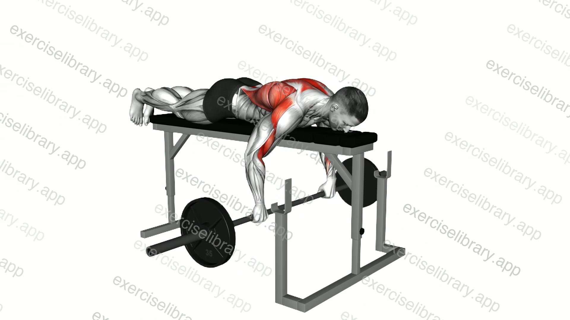 Barbell Lying Seal Row on Rack demonstration