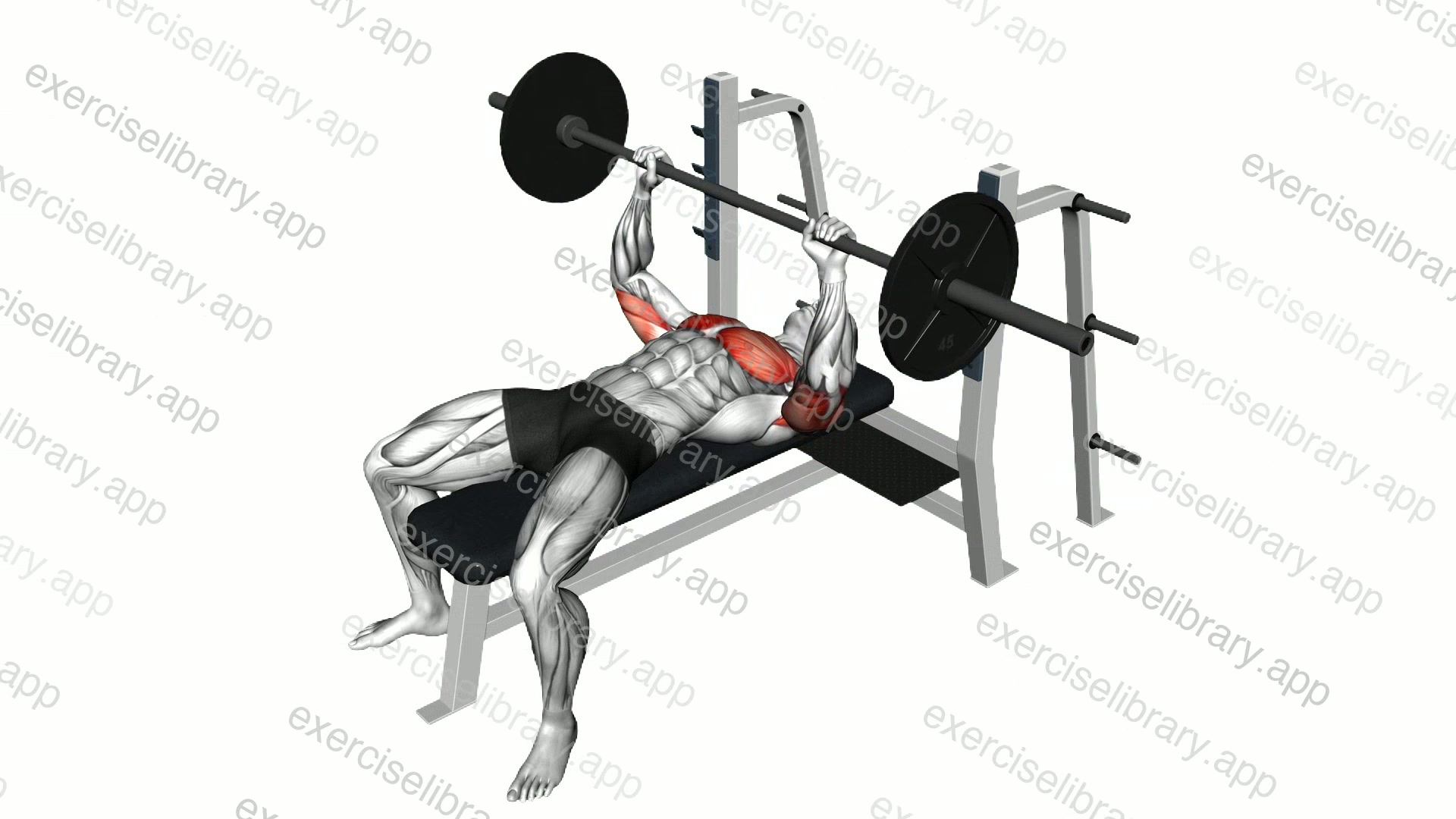 Barbell Explosive Bench Press demonstration