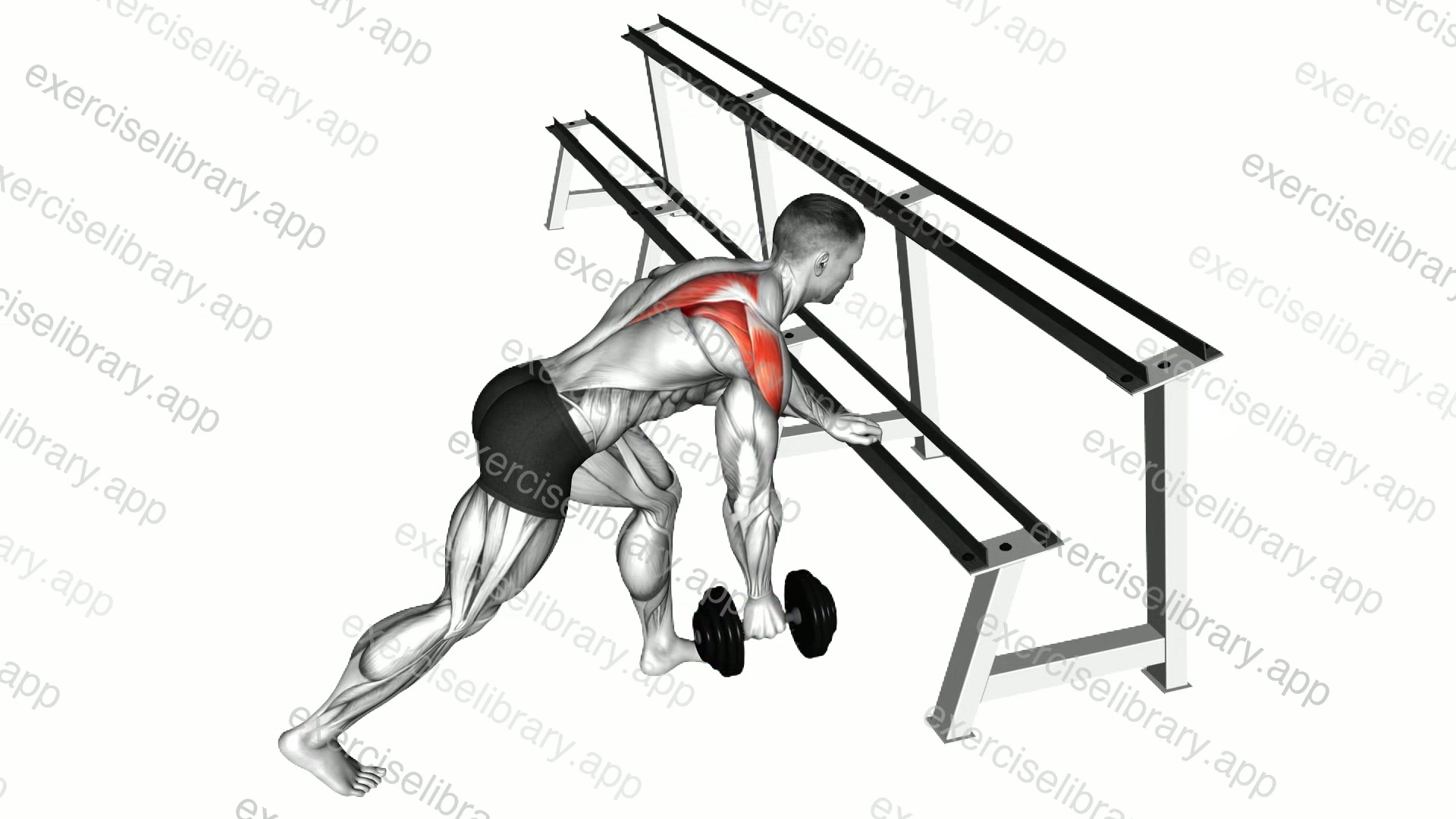 Dumbbell Single Arm Reverse Fly demonstration