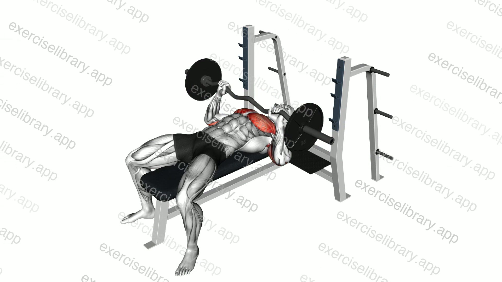 EZ Barbell Bench Press demonstration