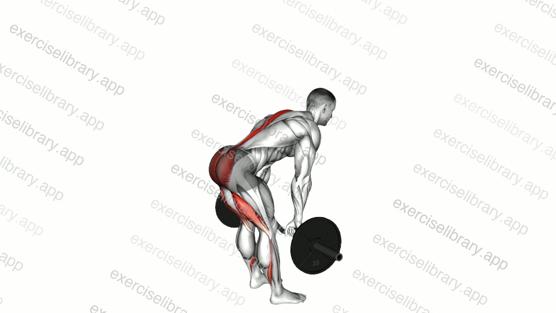 EZ Barbell Stiff Legged Deadlift demonstration
