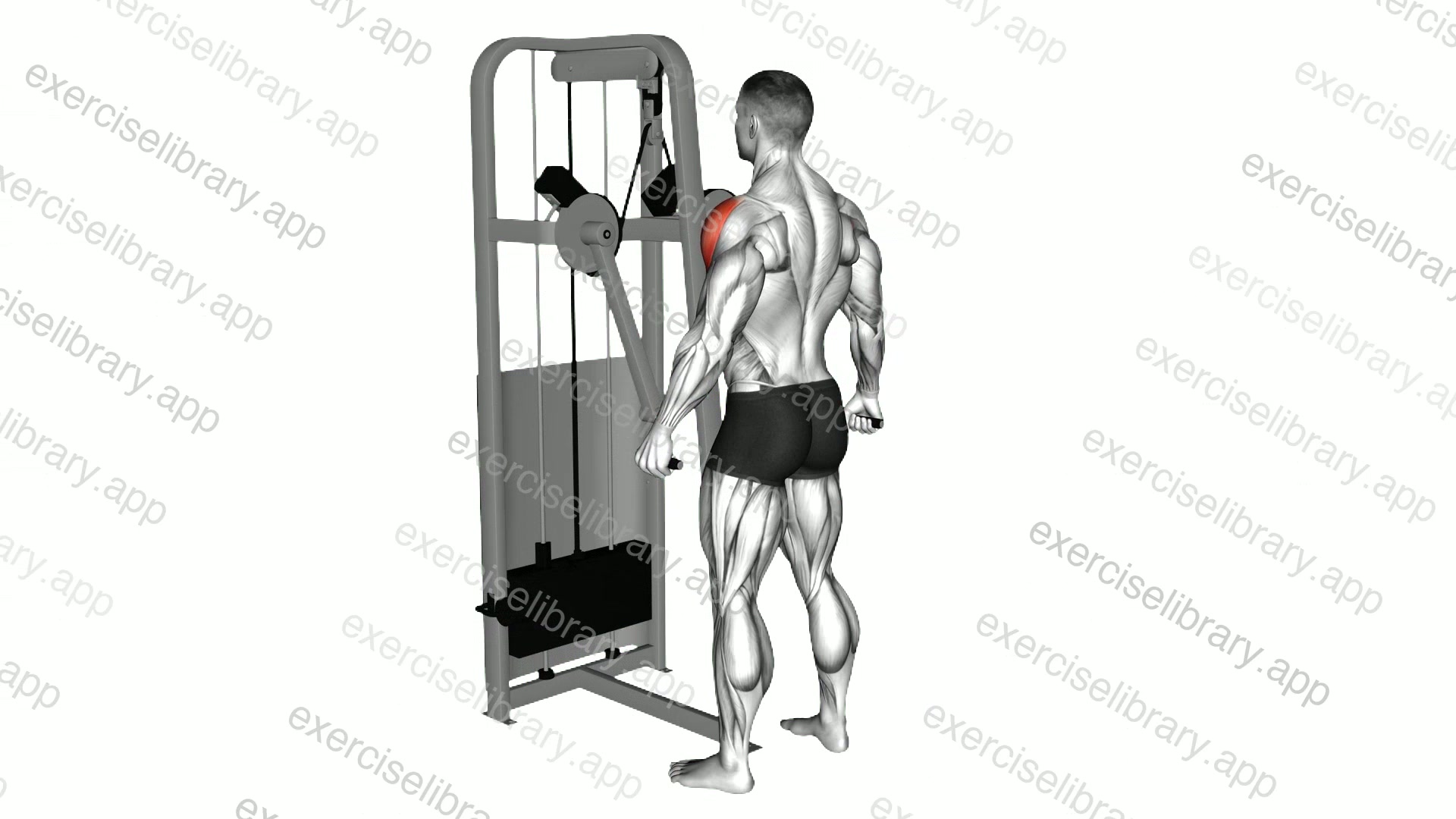Lever Standing Lateral Raise demonstration