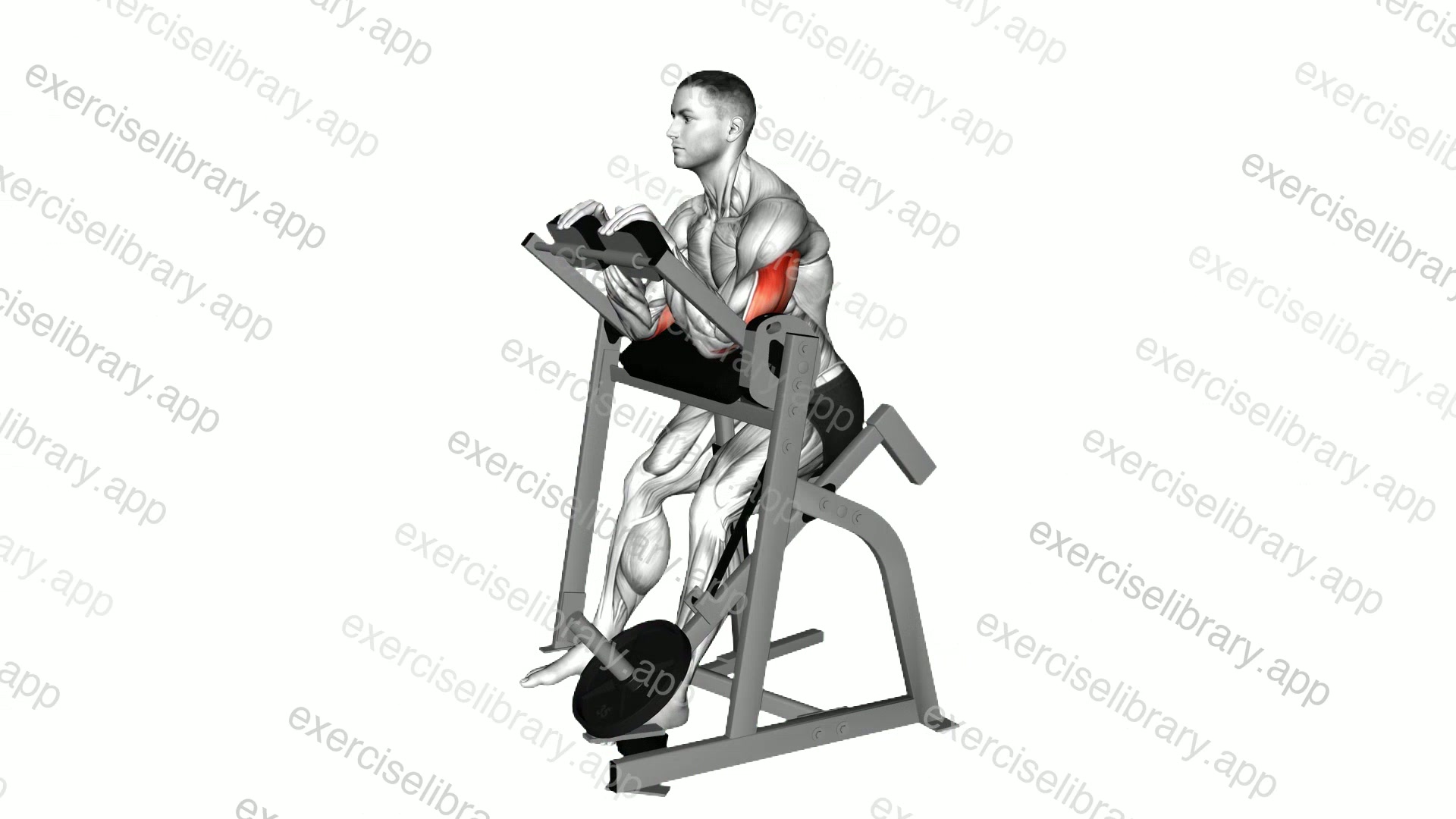 Lever Seated Triceps Extension demonstration