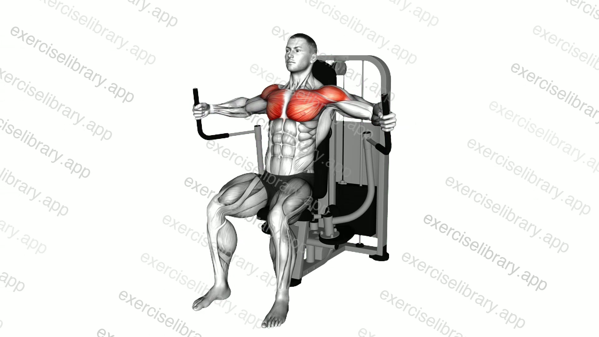 Lever Seated Fly demonstration
