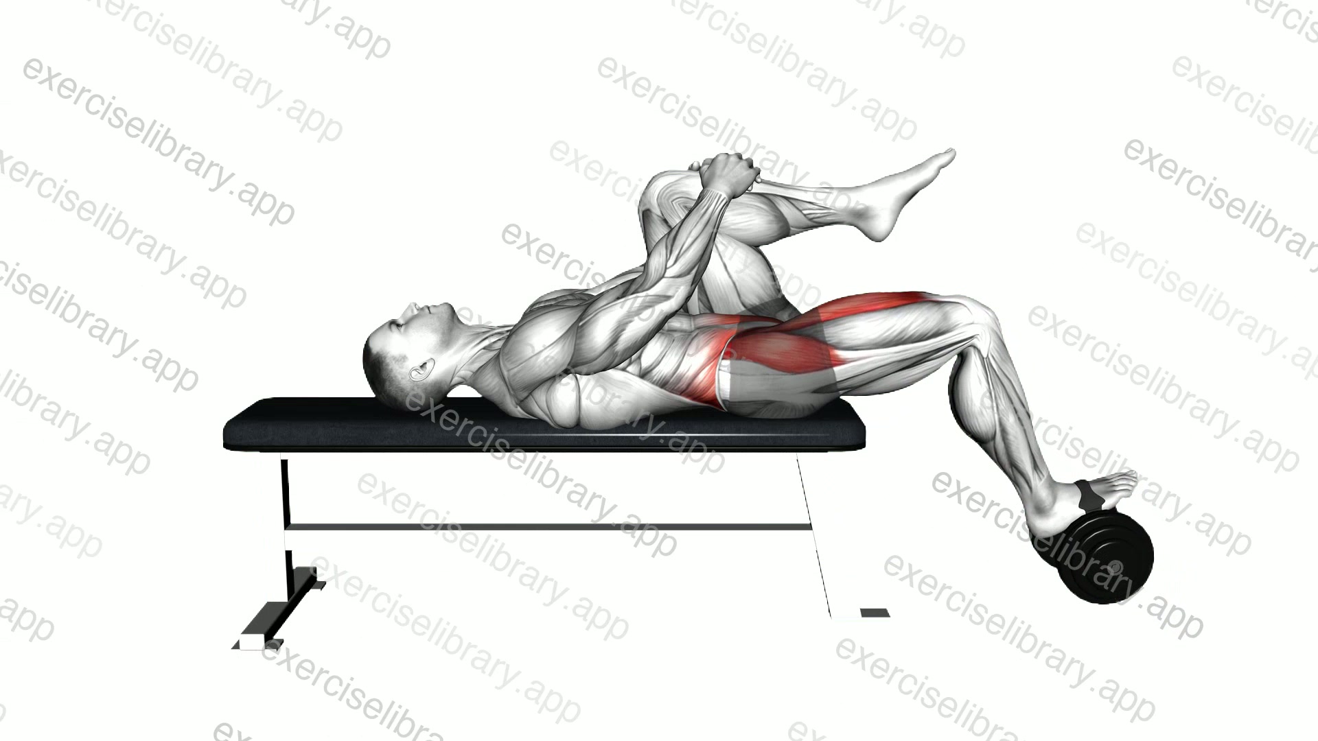 Weighted Dumbbell Lying Knee Raise demonstration