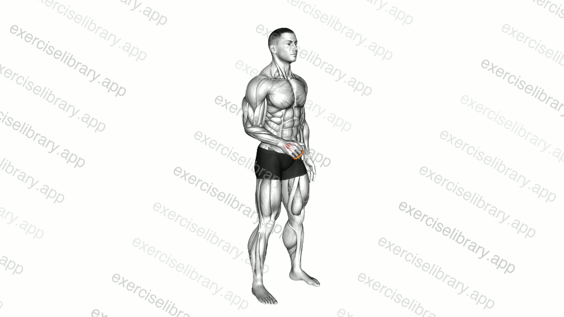 Resistance Band Fingers Extension demonstration