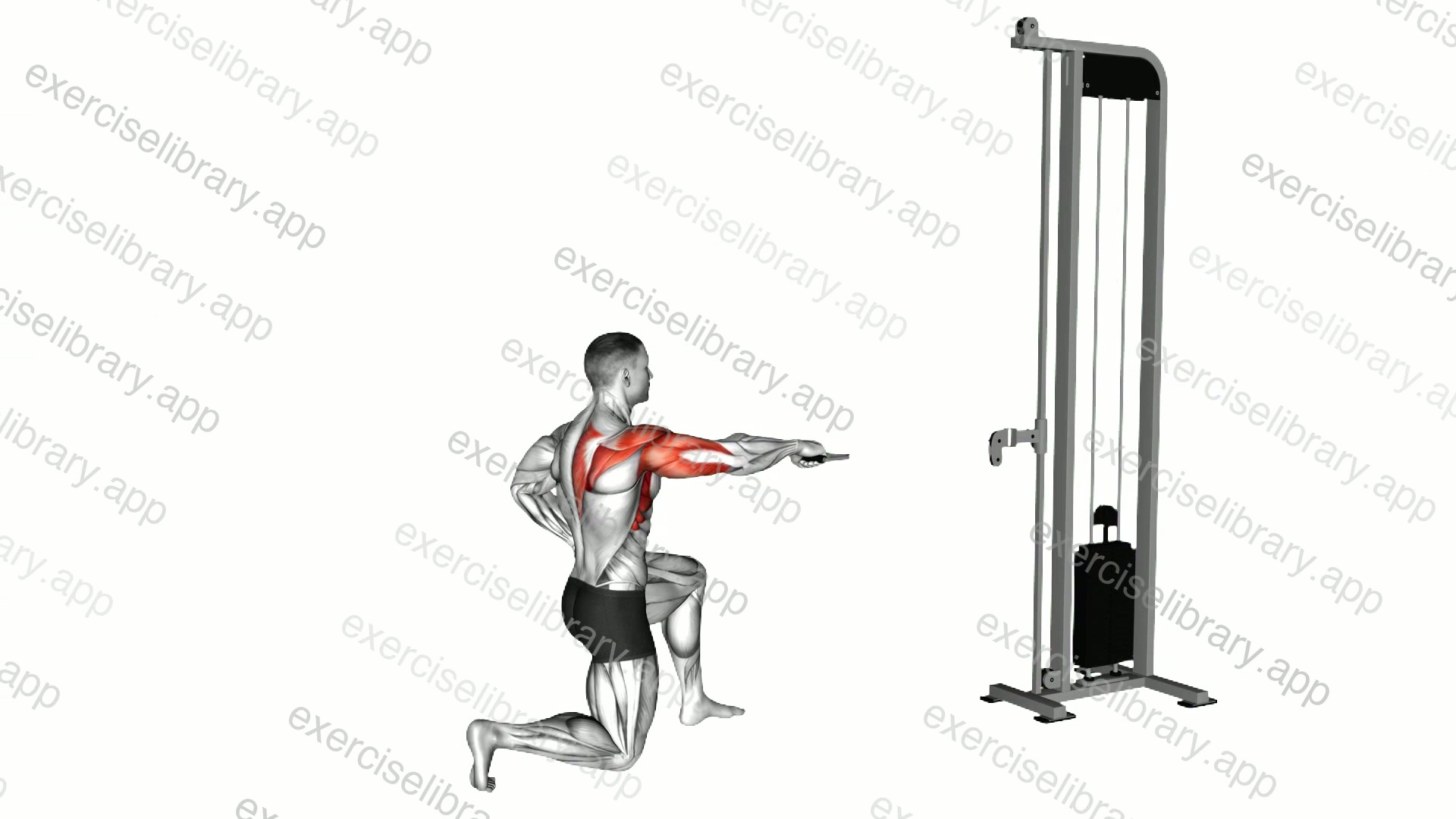 Cable Half Kneeling External Rotation Press demonstration