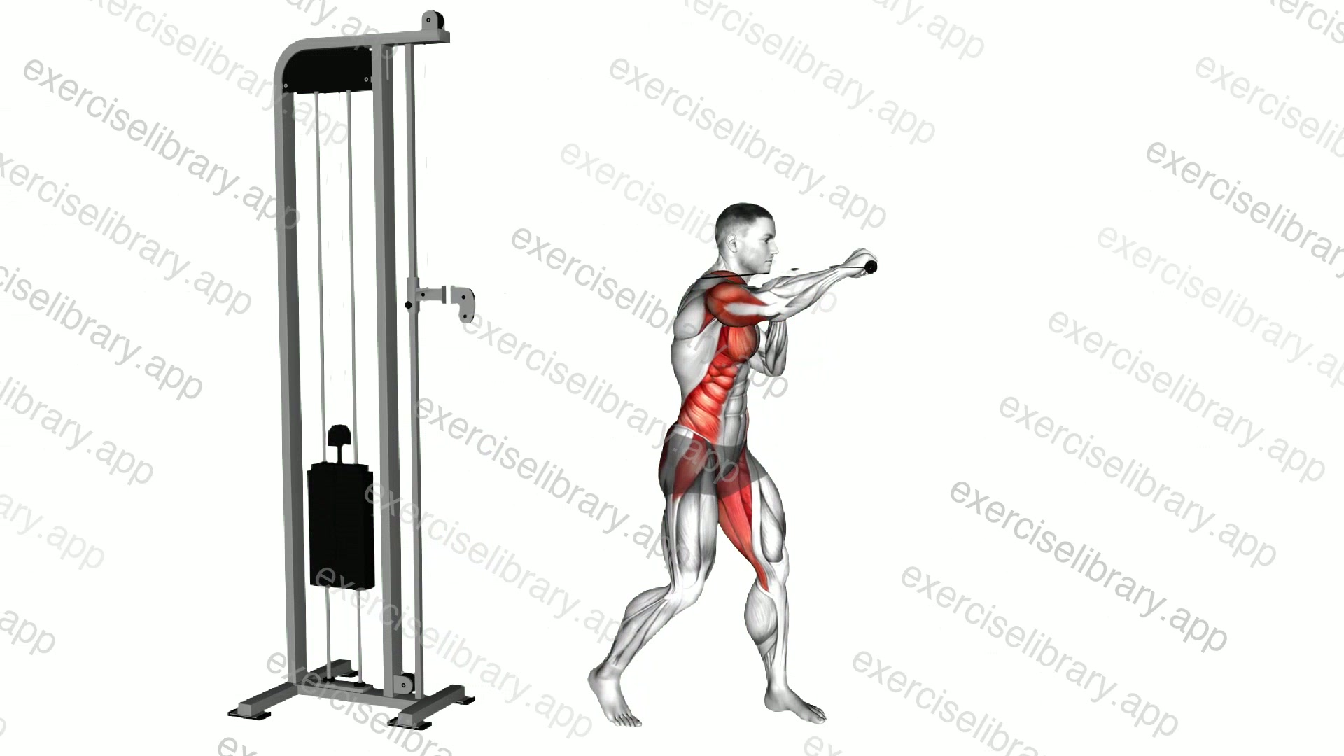 Cable Standing Jab demonstration