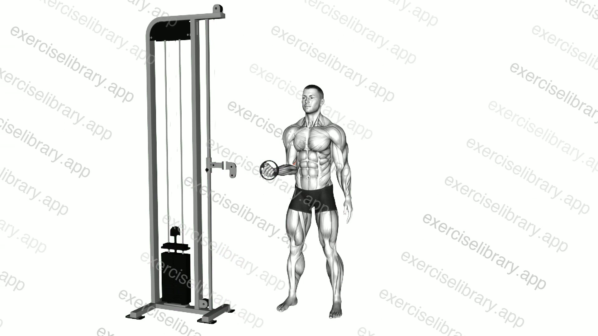 Cable Forearm Pronation demonstration