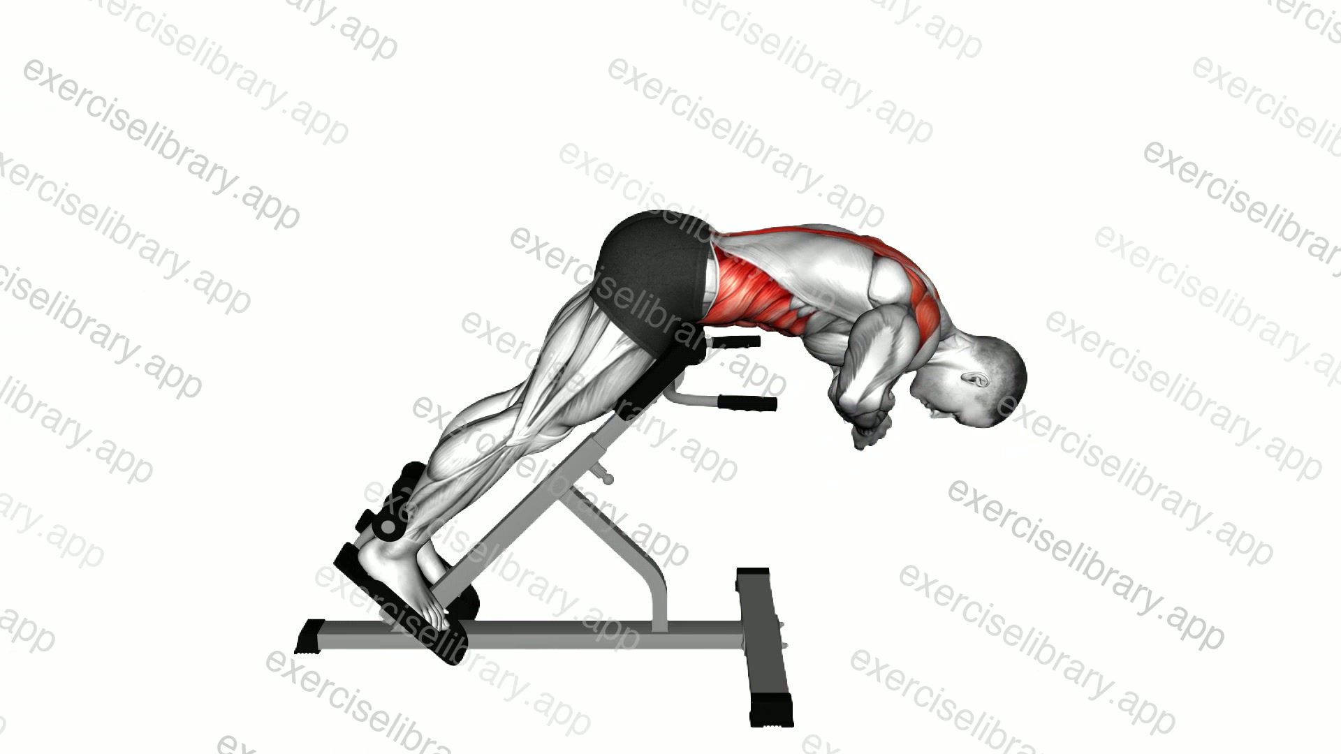 45 degrees Back Extension Scapula Adduction demonstration