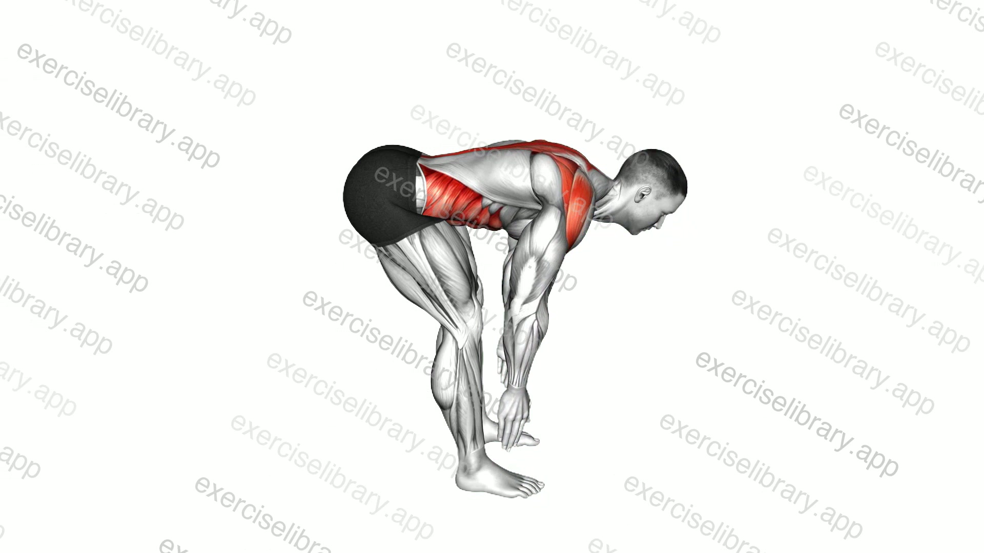 Bent Over Back Extension Scapula Adduction demonstration