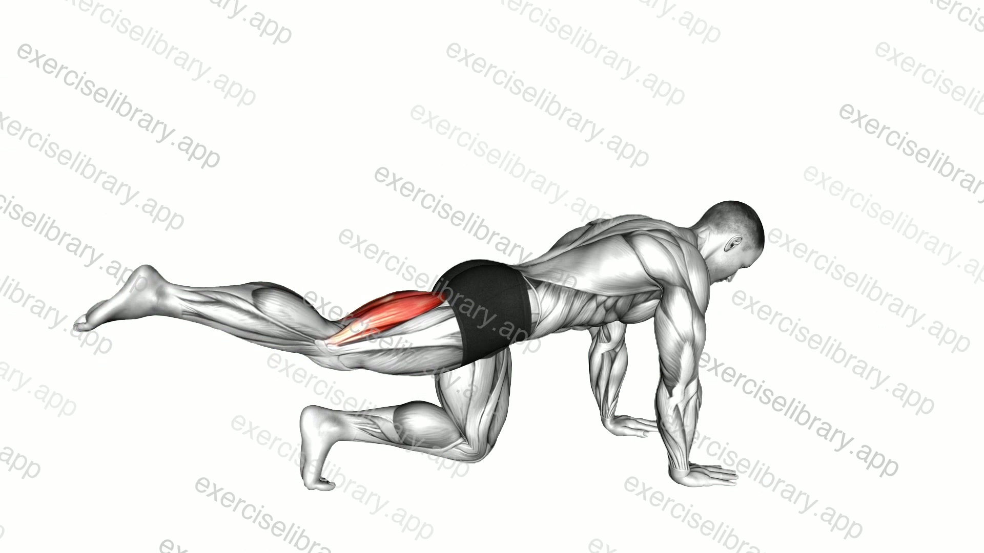 Kneeling Single Hamstring Curl demonstration