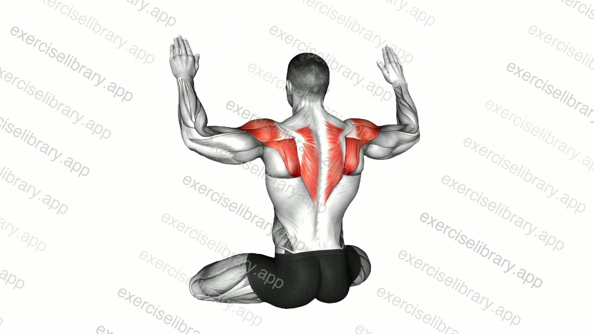 Seated Internal and External Shoulder Rotation demonstration