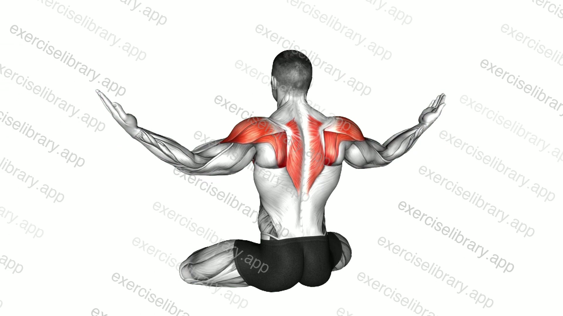 Seated Shoulder Circle demonstration